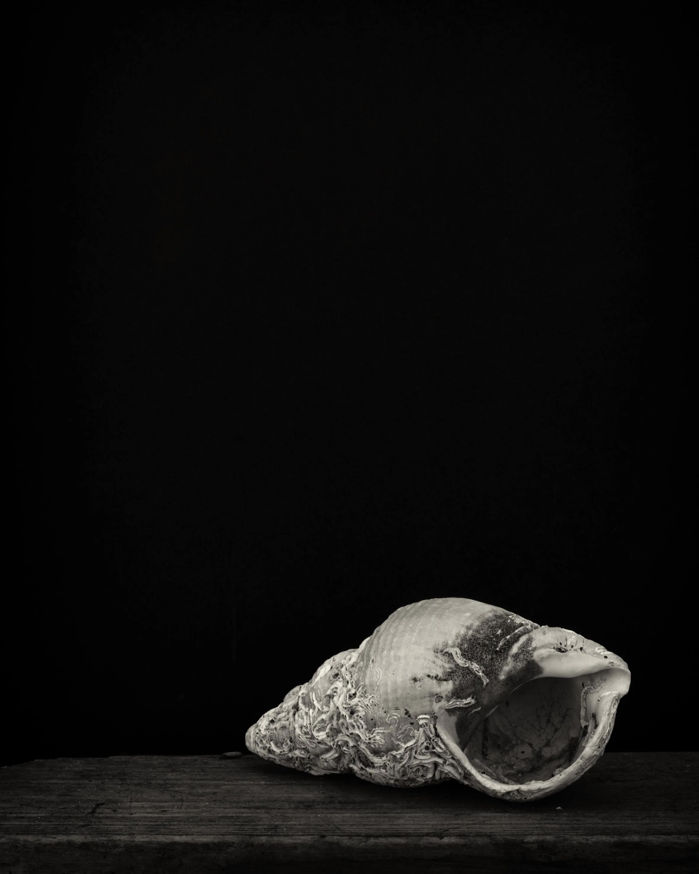 Black background with a large, textured, white seashell resting on a dark wooden surface.
