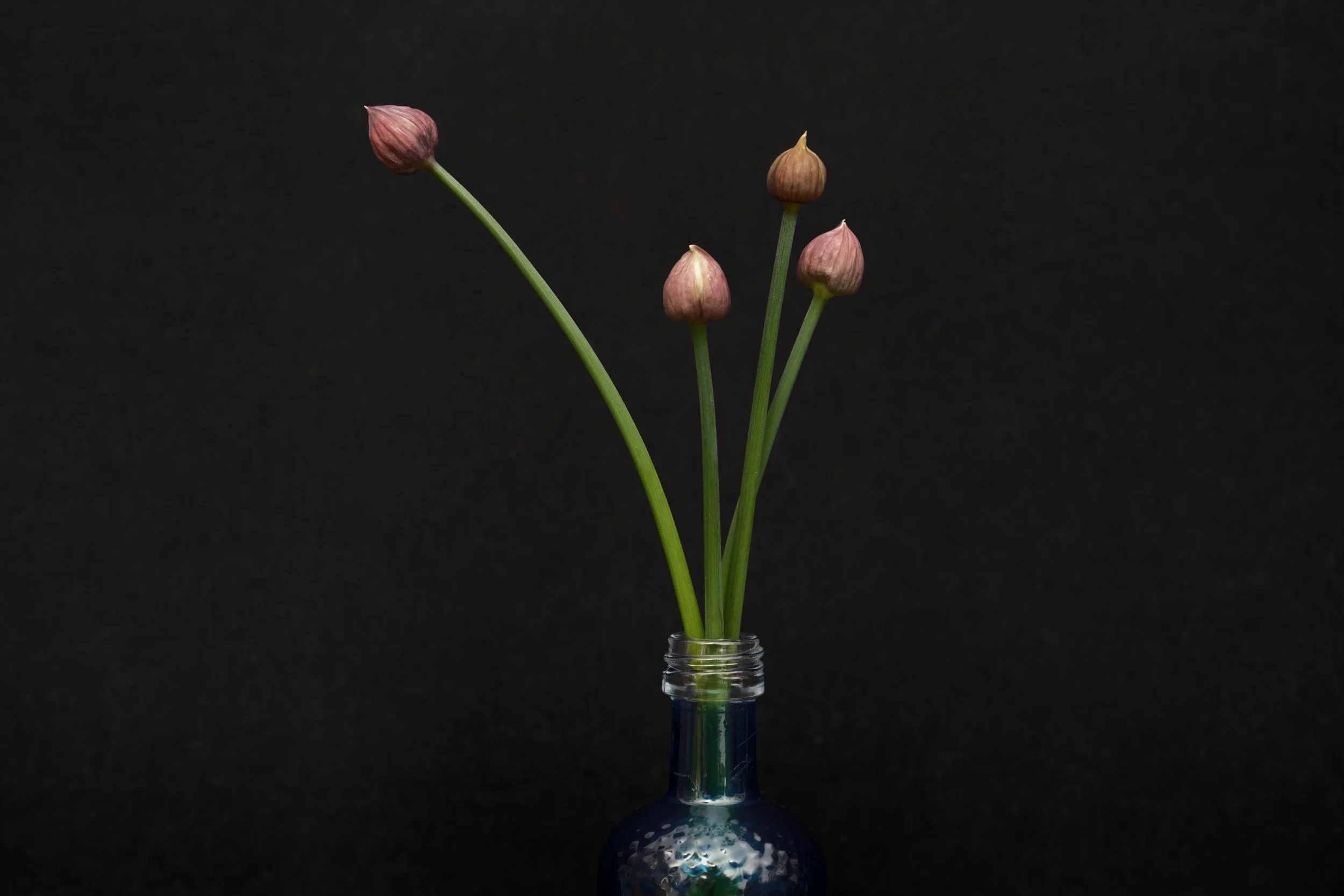 Pink flowers of chives with green stems arranged in a small glass bottle against a black background.