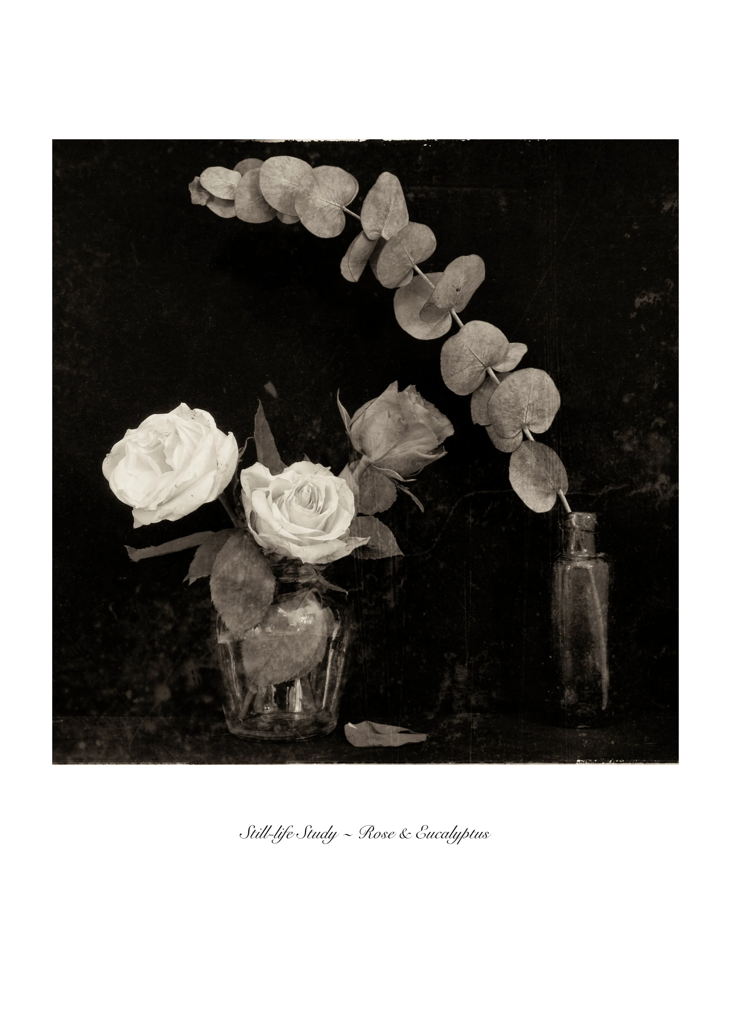 Still Life Study - Rose & Eucalyptus Art Print