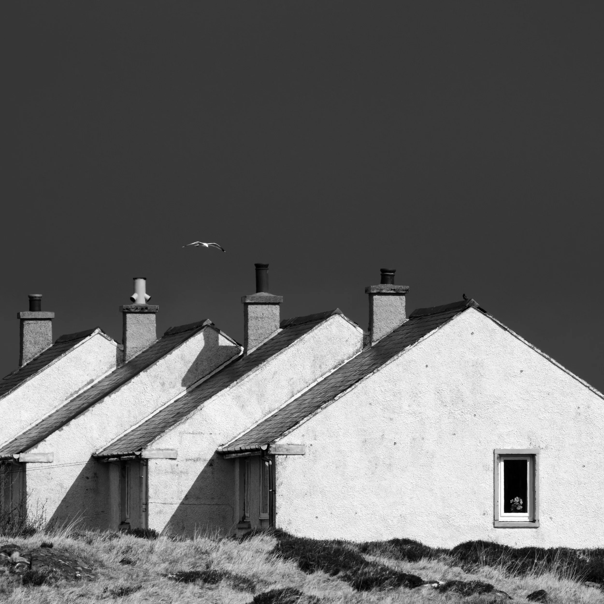 Black and white photo of a row of houses with chimneys on the rooftops, a bird flying in the sky, and a grassy foreground.