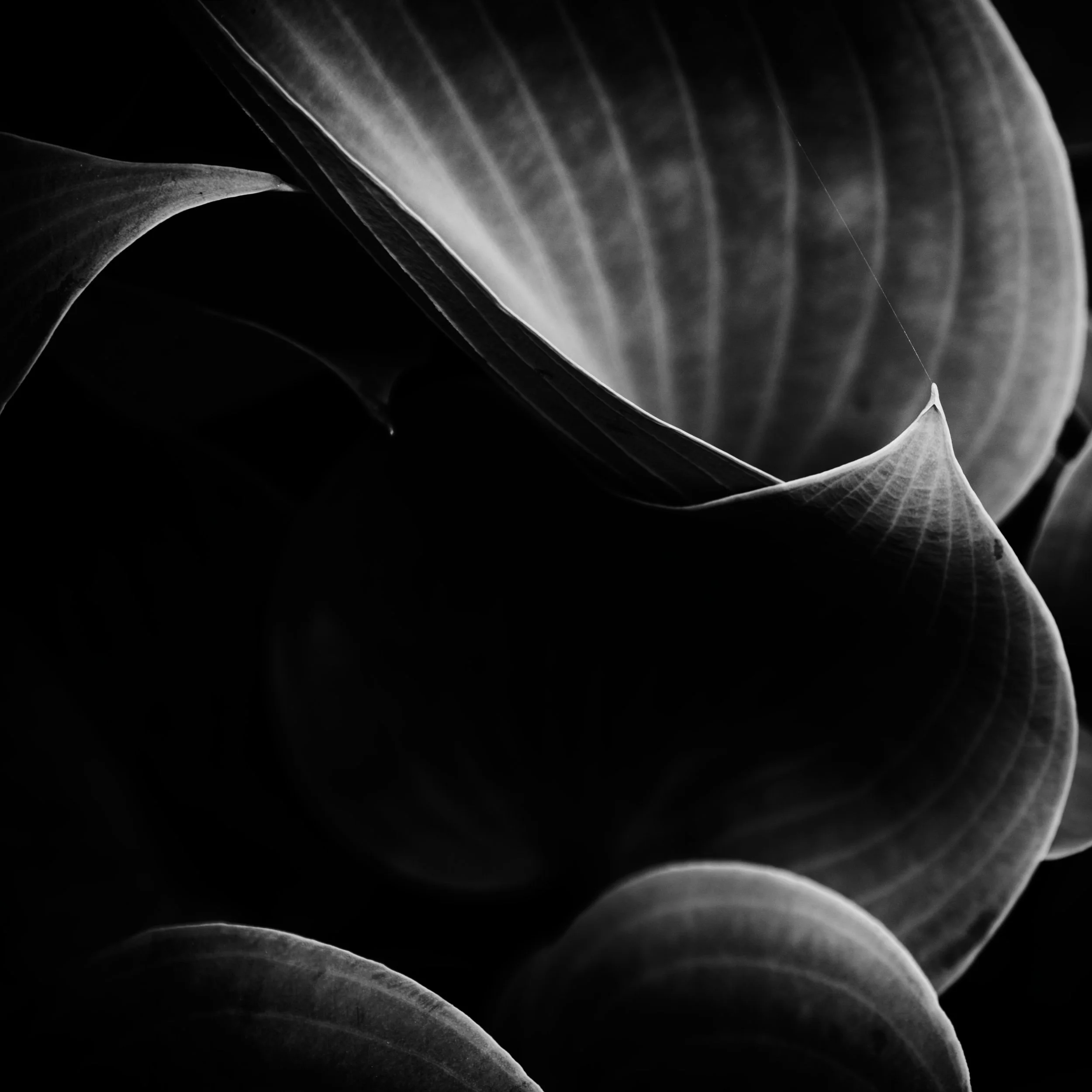 Abstract Hosta Leaves