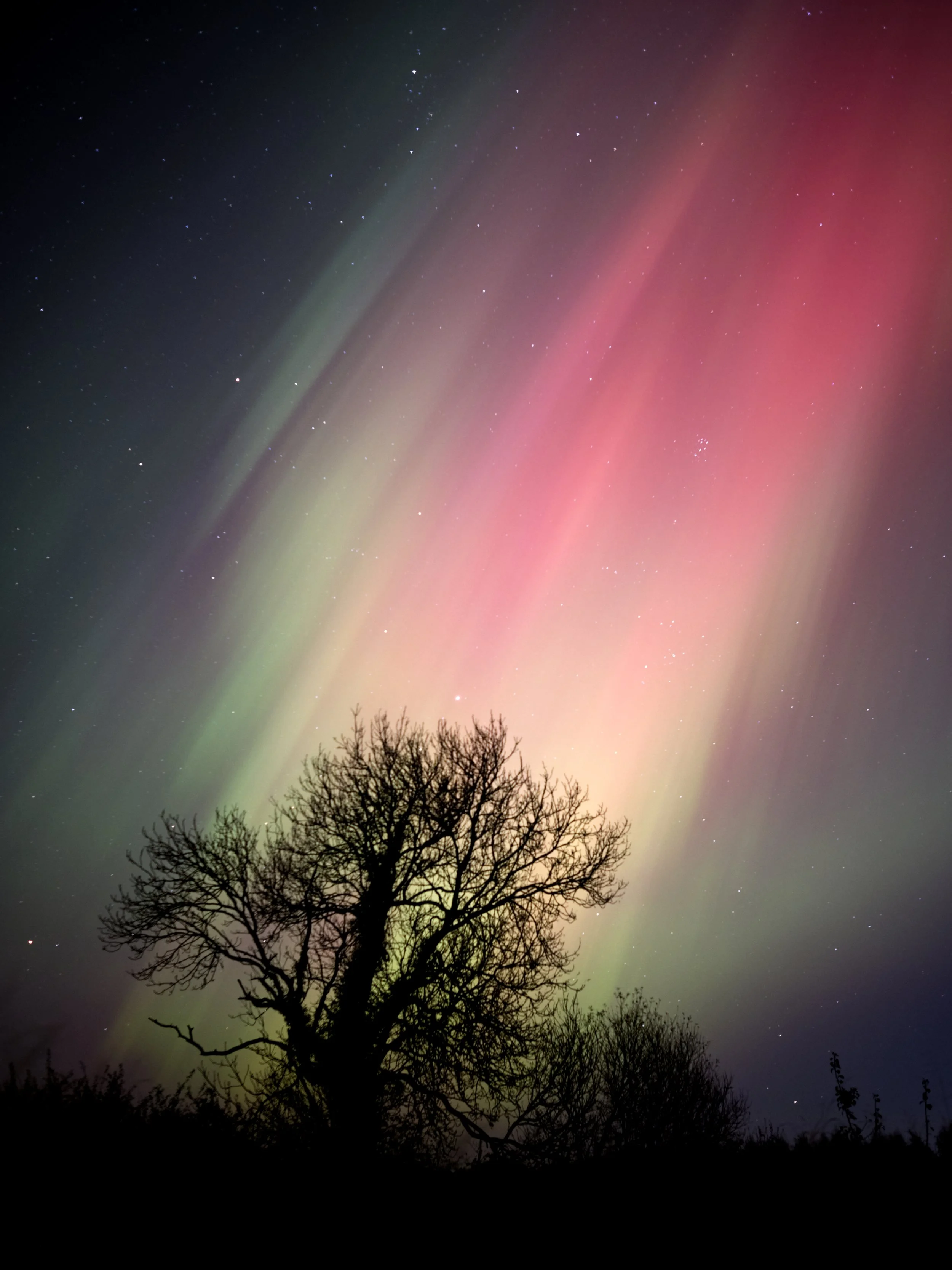Night sky with colorful aurora borealis and countless stars, silhouette of a leafless tree in the foreground.