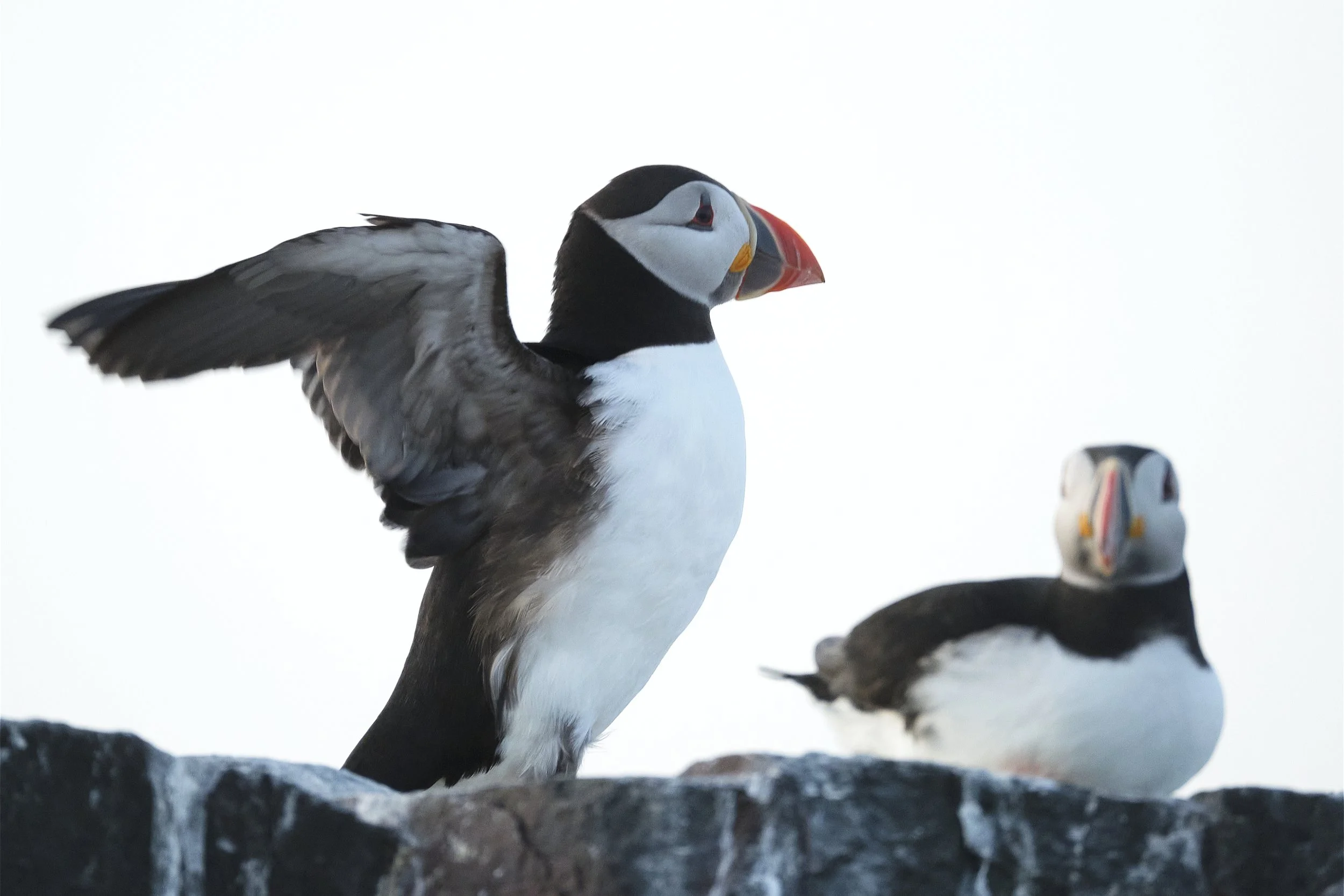 Close-up of two Atlantic puffins standing on a rocky surface against a pale sky, showing their black, white, and orange beak and feathers.