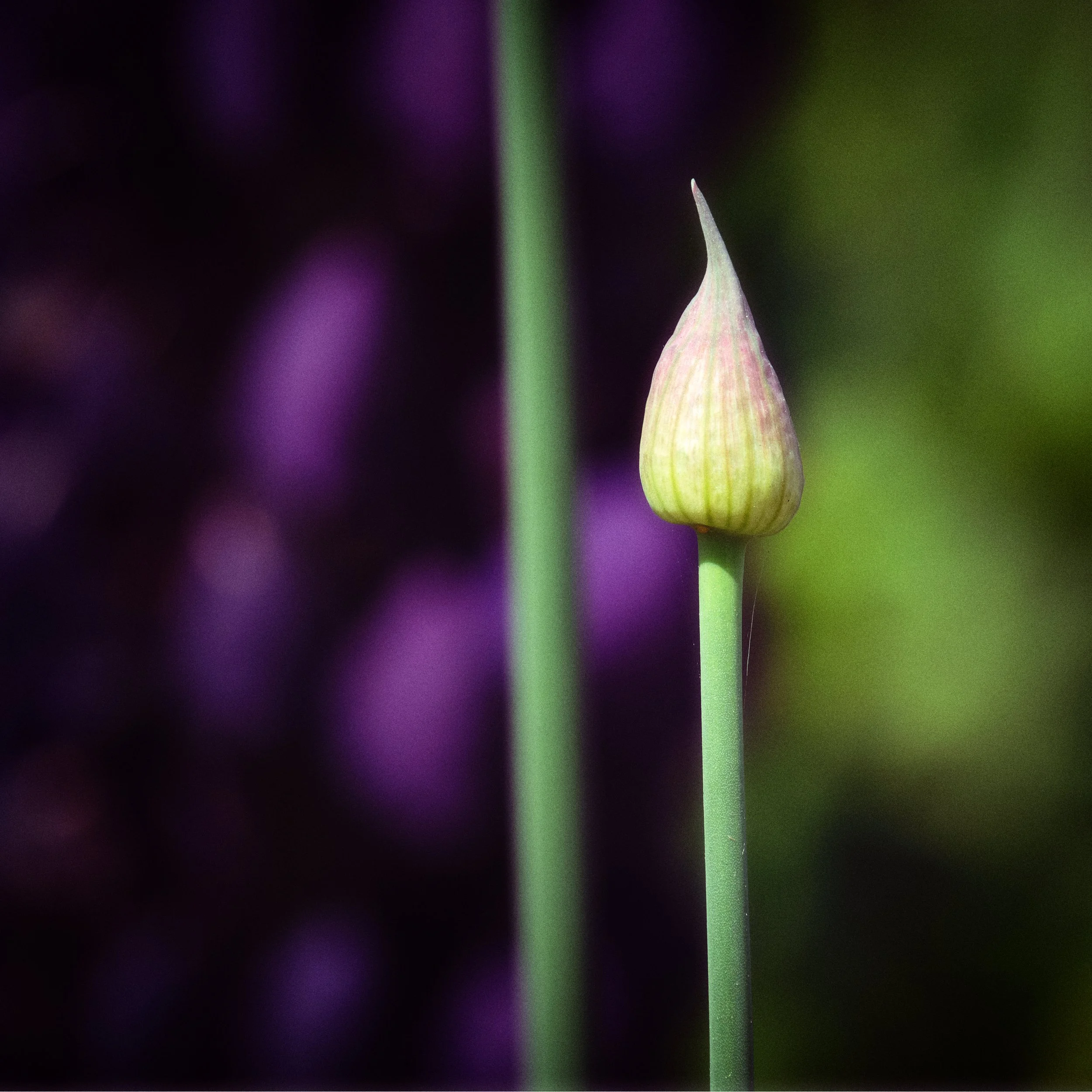 Allium Bud on the Rise.