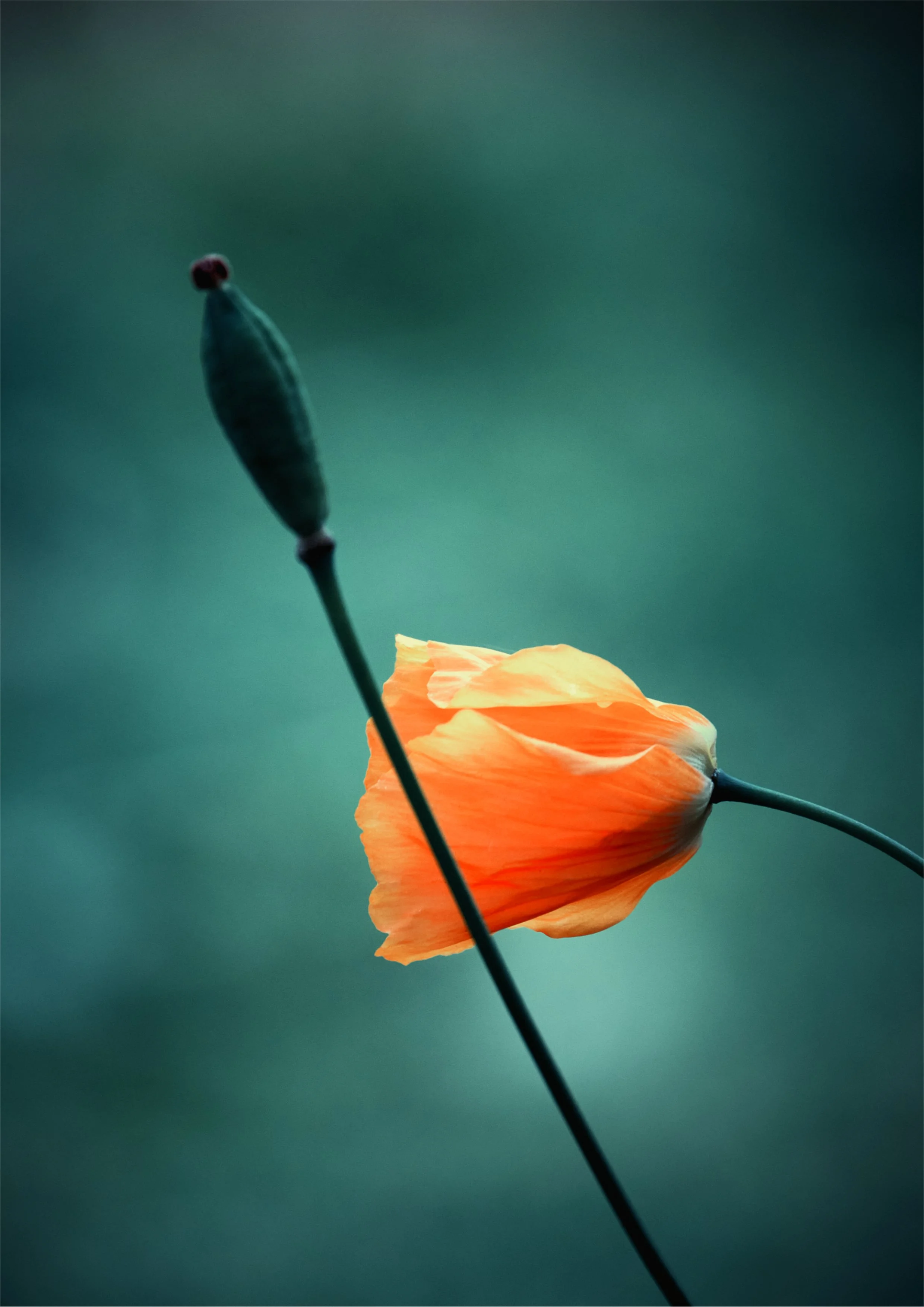 Orange Wild Poppy