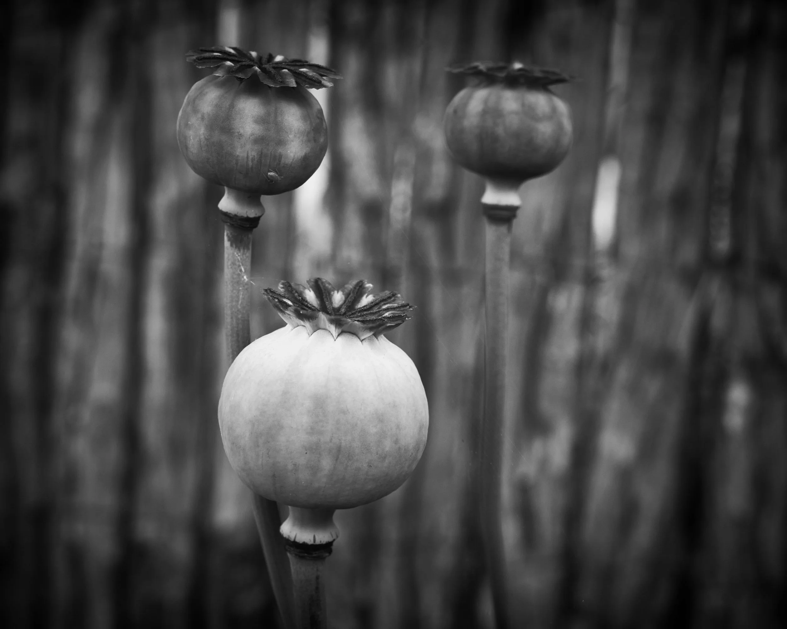 Poppy-seed Heads