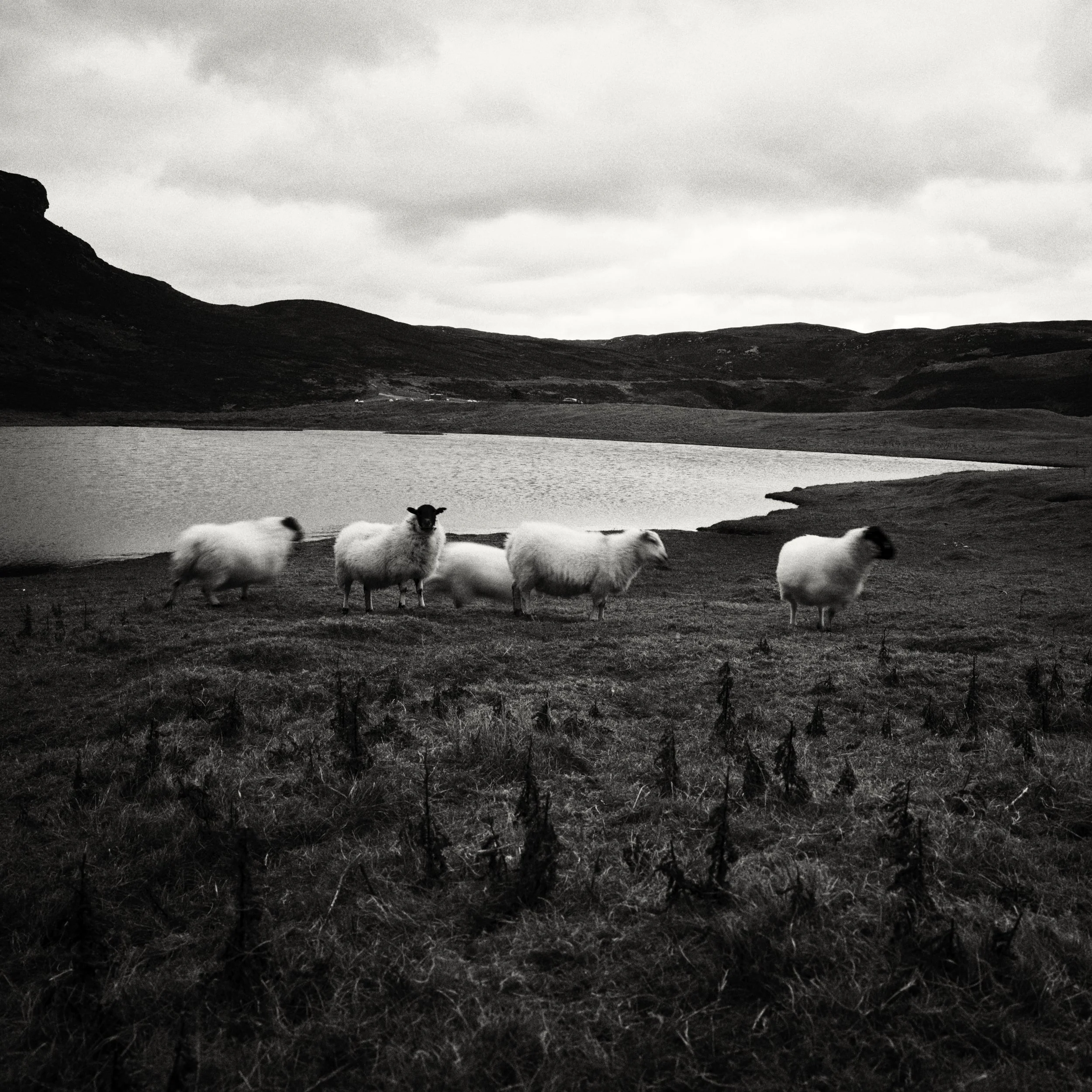 Sheep @ Loch na Cartach ~ Tolsta ~ Lewis
