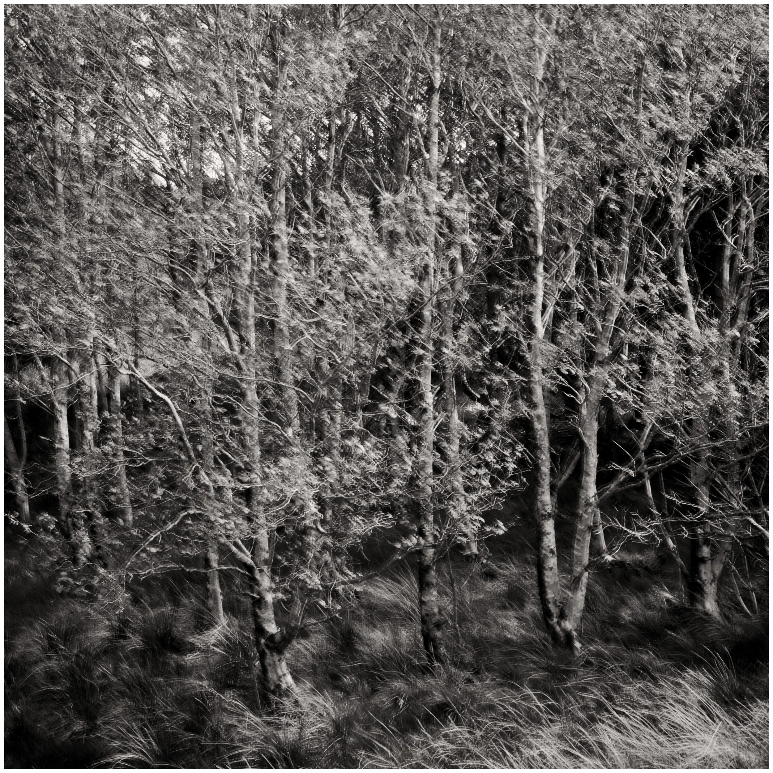Into the Trees - Grabhair - Isle of Lewis