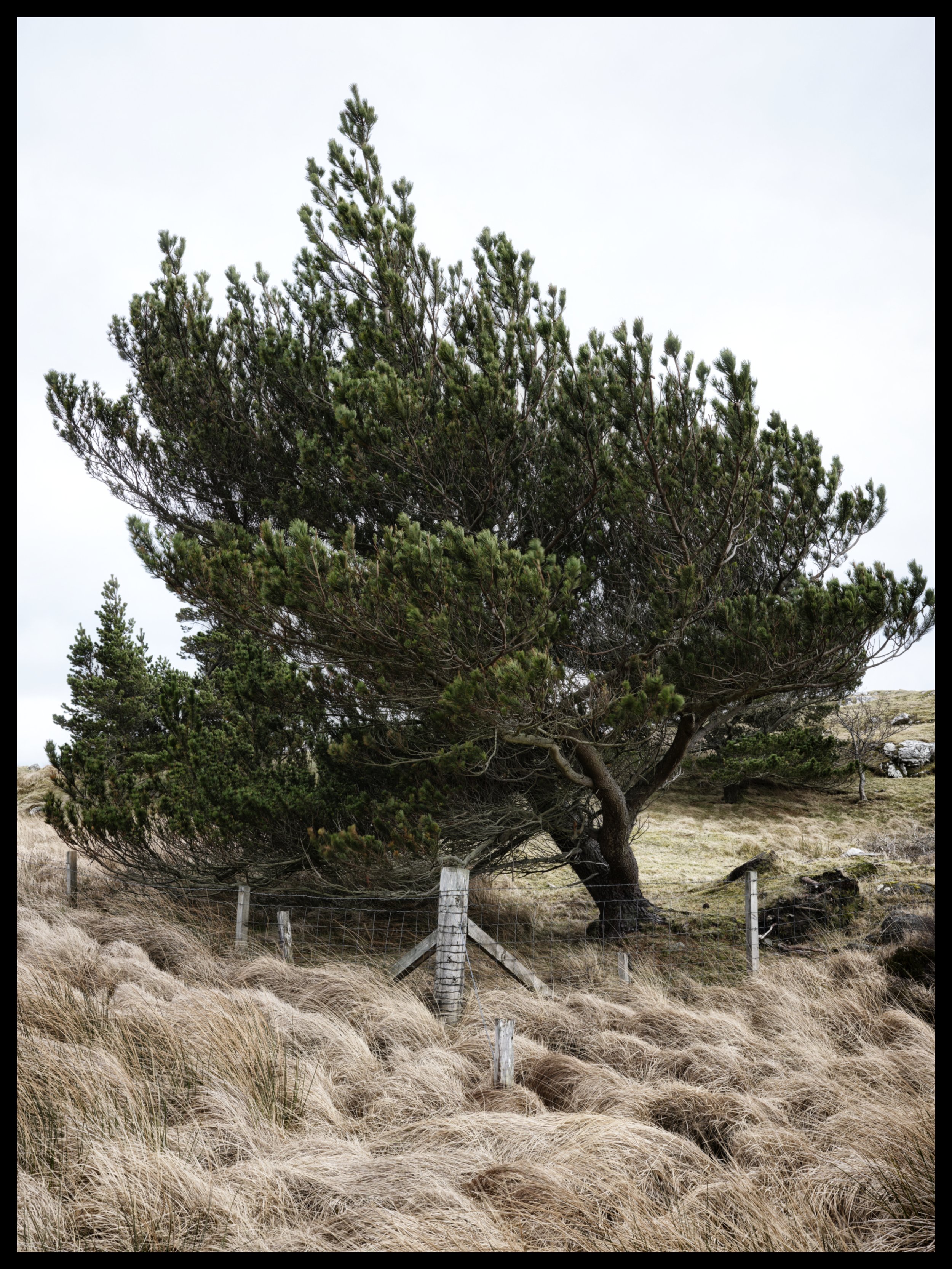 A large pine tree on a grassy hillside, with a barbed wire fence in front, under a cloudy sky.