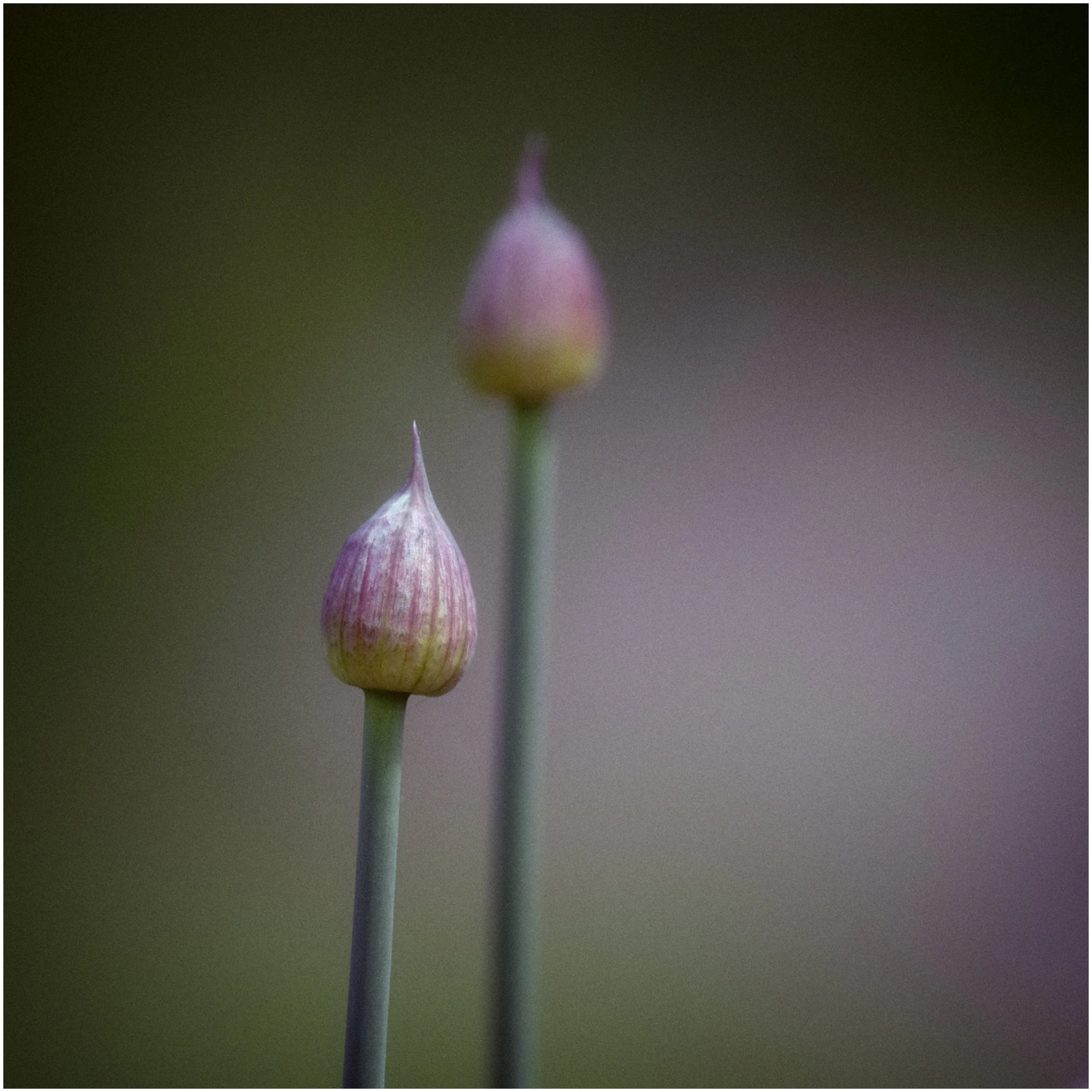 Allium Buds