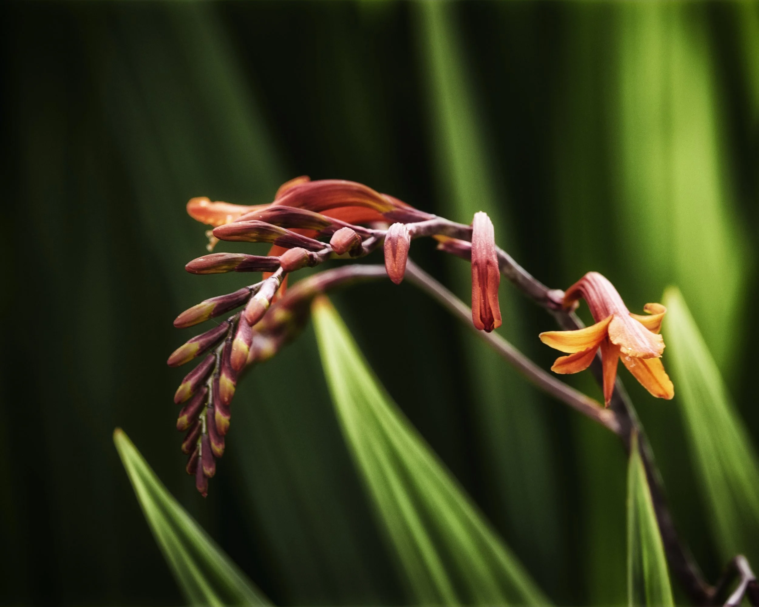 Bright Crocosmia