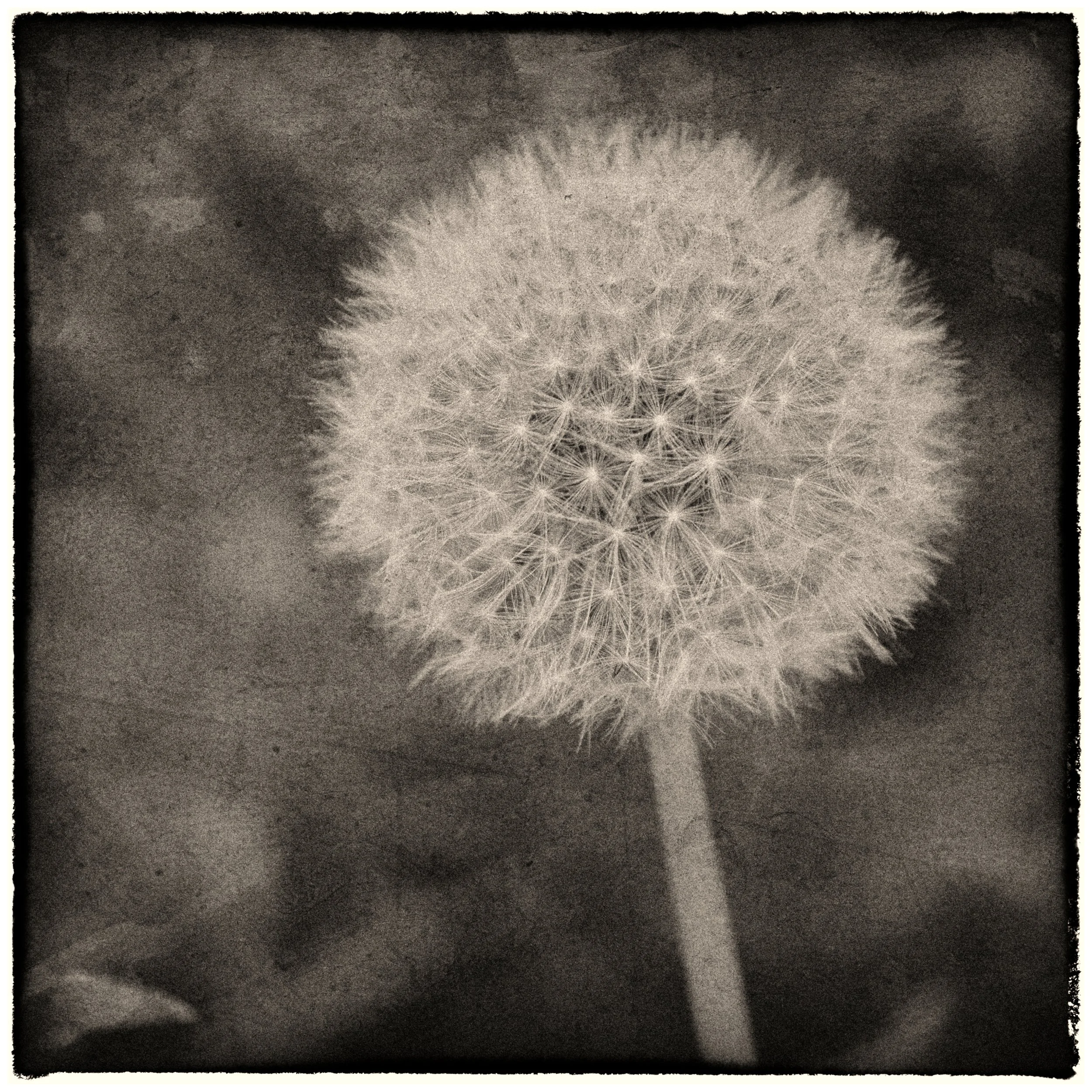Dandelion Clock waiting for a Breeze