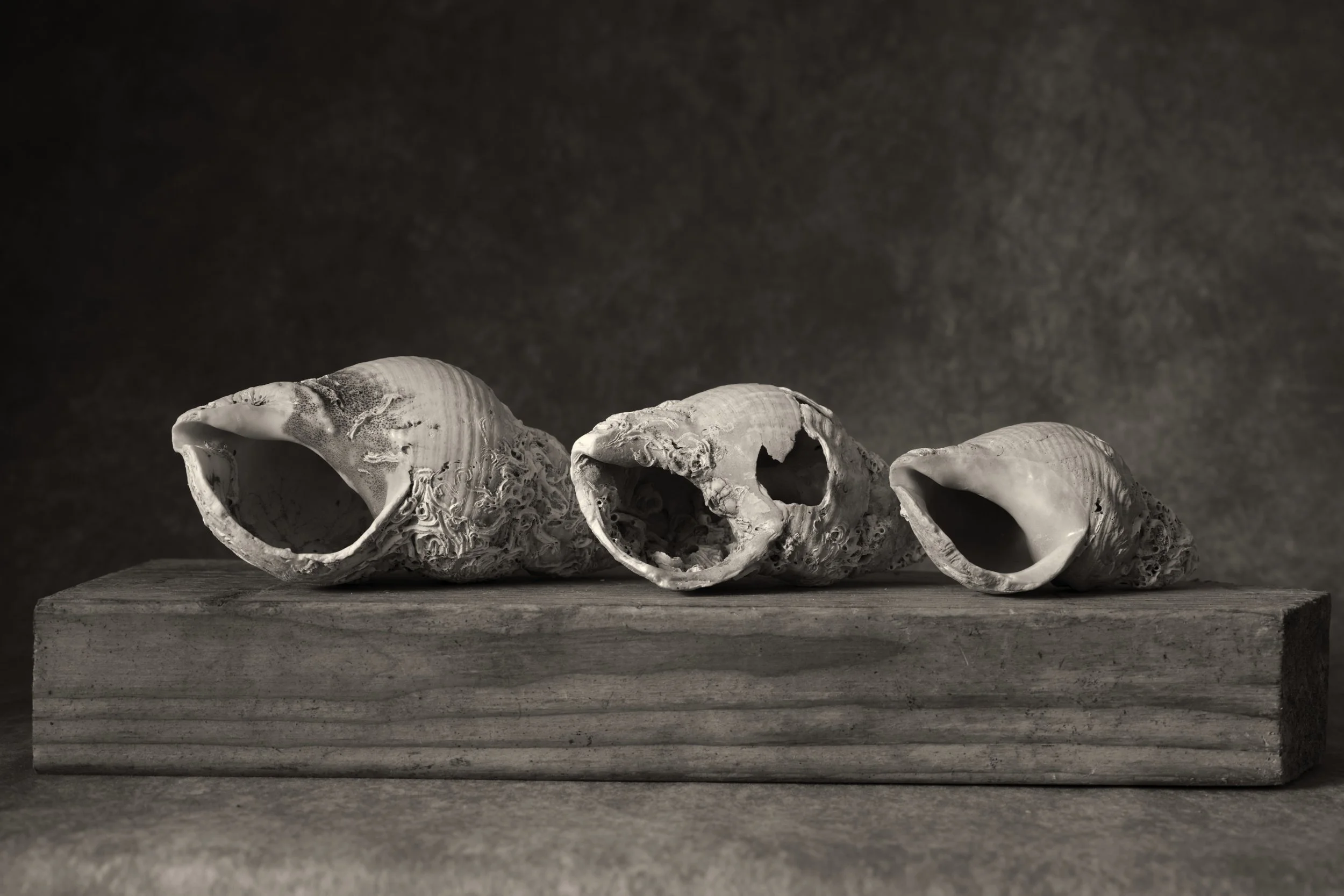 3 shells