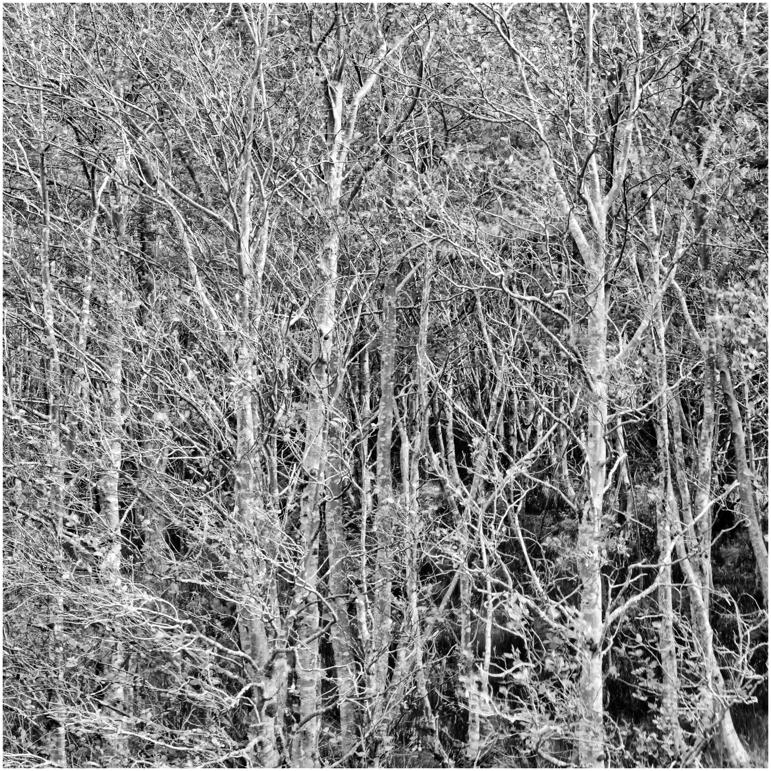 Can't see the Wood
