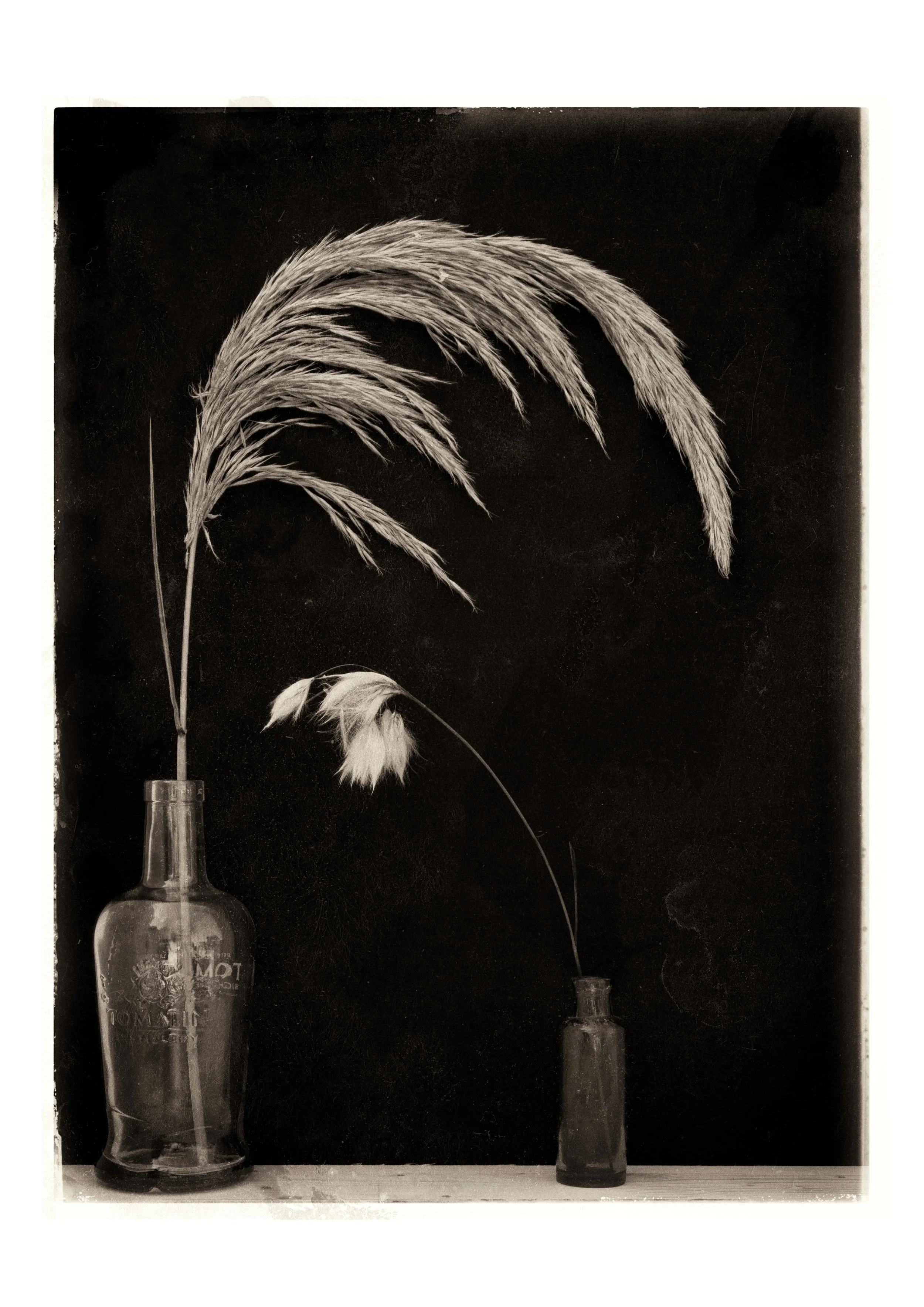 Ethereal Grasses Within Empty Bottles - Fine Art Print - A3 Limited Edition