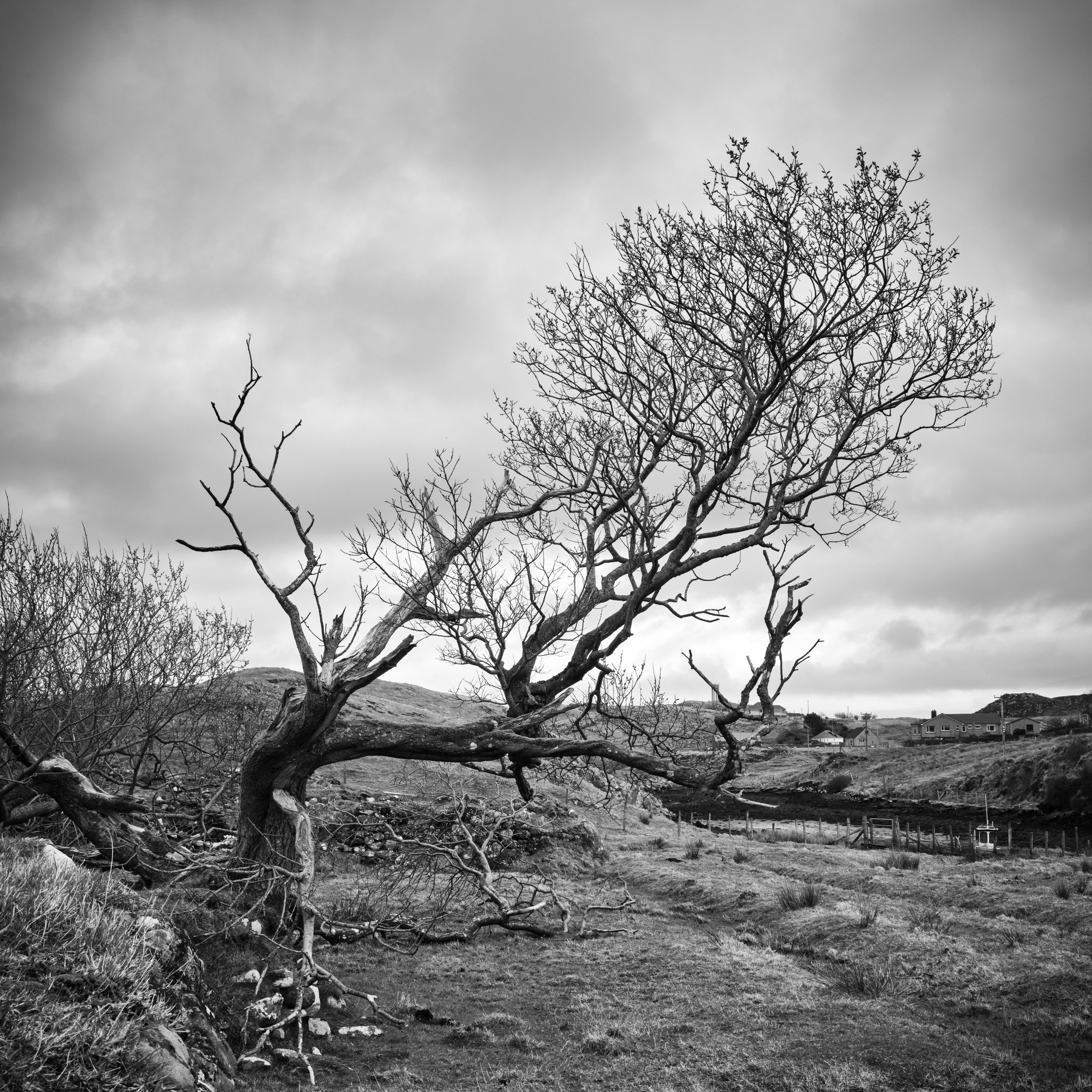 Black-and-white photo of a leafless tree in a landscape with cloudy sky, houses, and hills in the background.