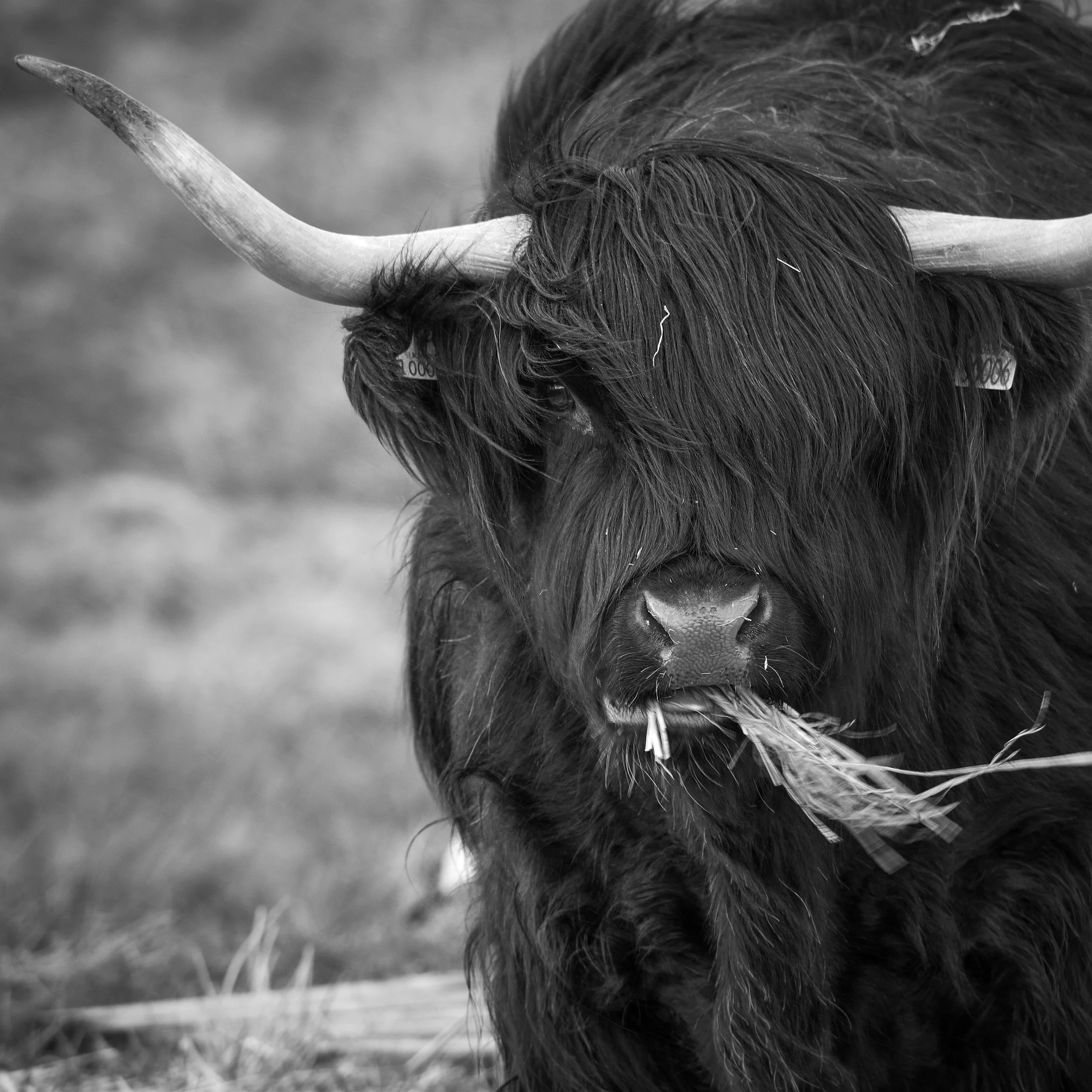 Close-up black and white photo of a highland cow, focusing on the large curved horn, eye, and thick fur.