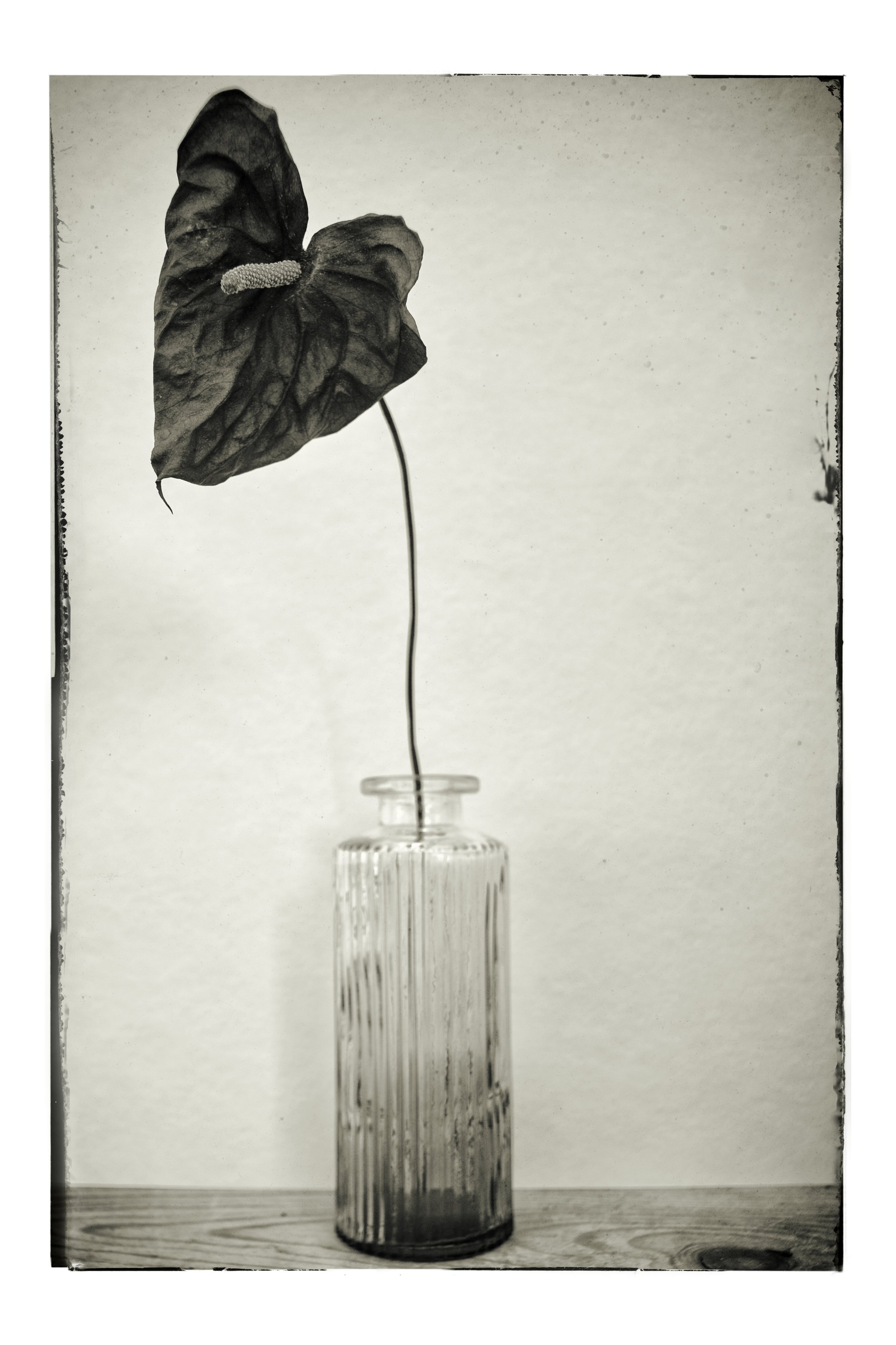 A dried flamingo lily with stem, in a small vase.
