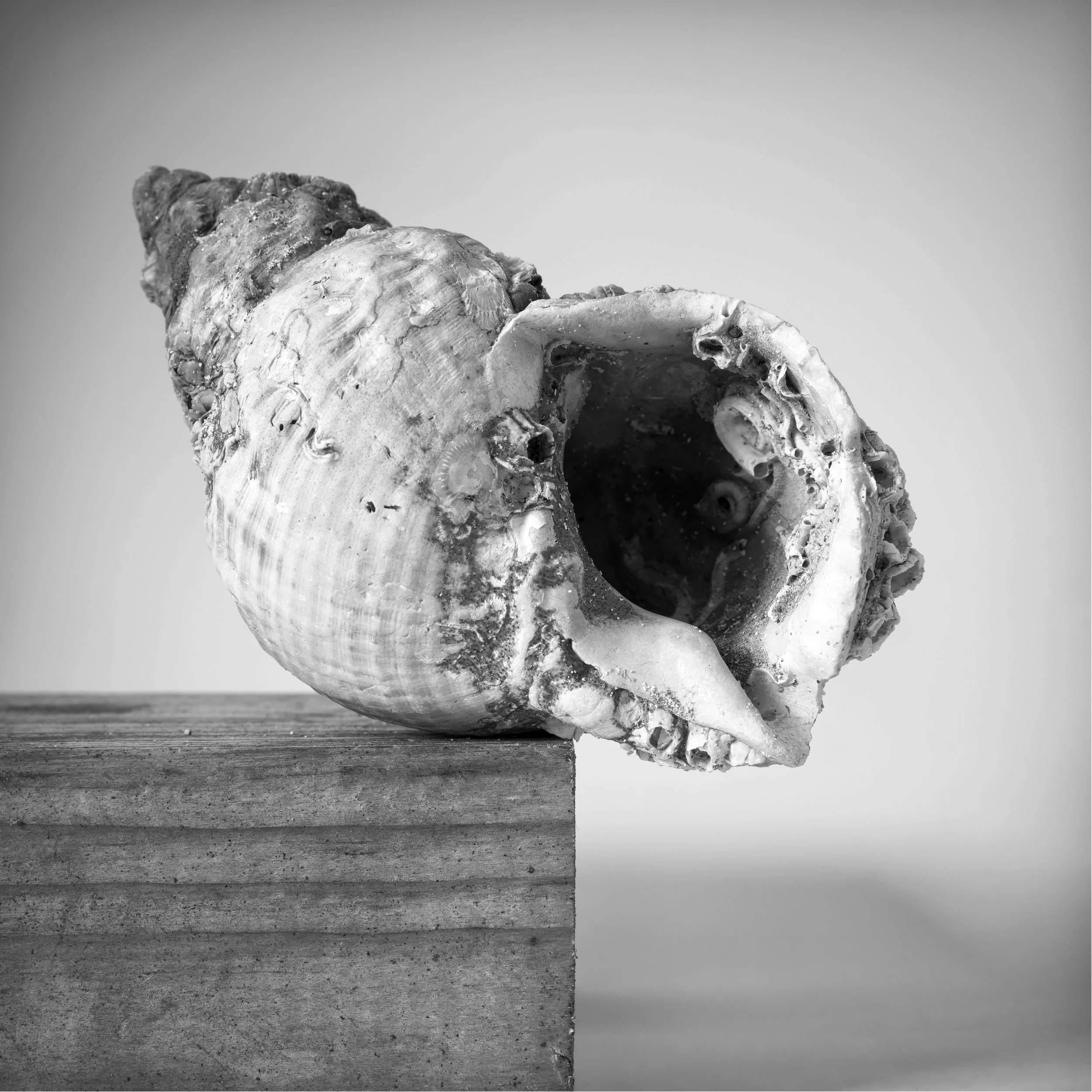 Close-up black and white photograph of a conch shell placed on a wooden block with a plain background.