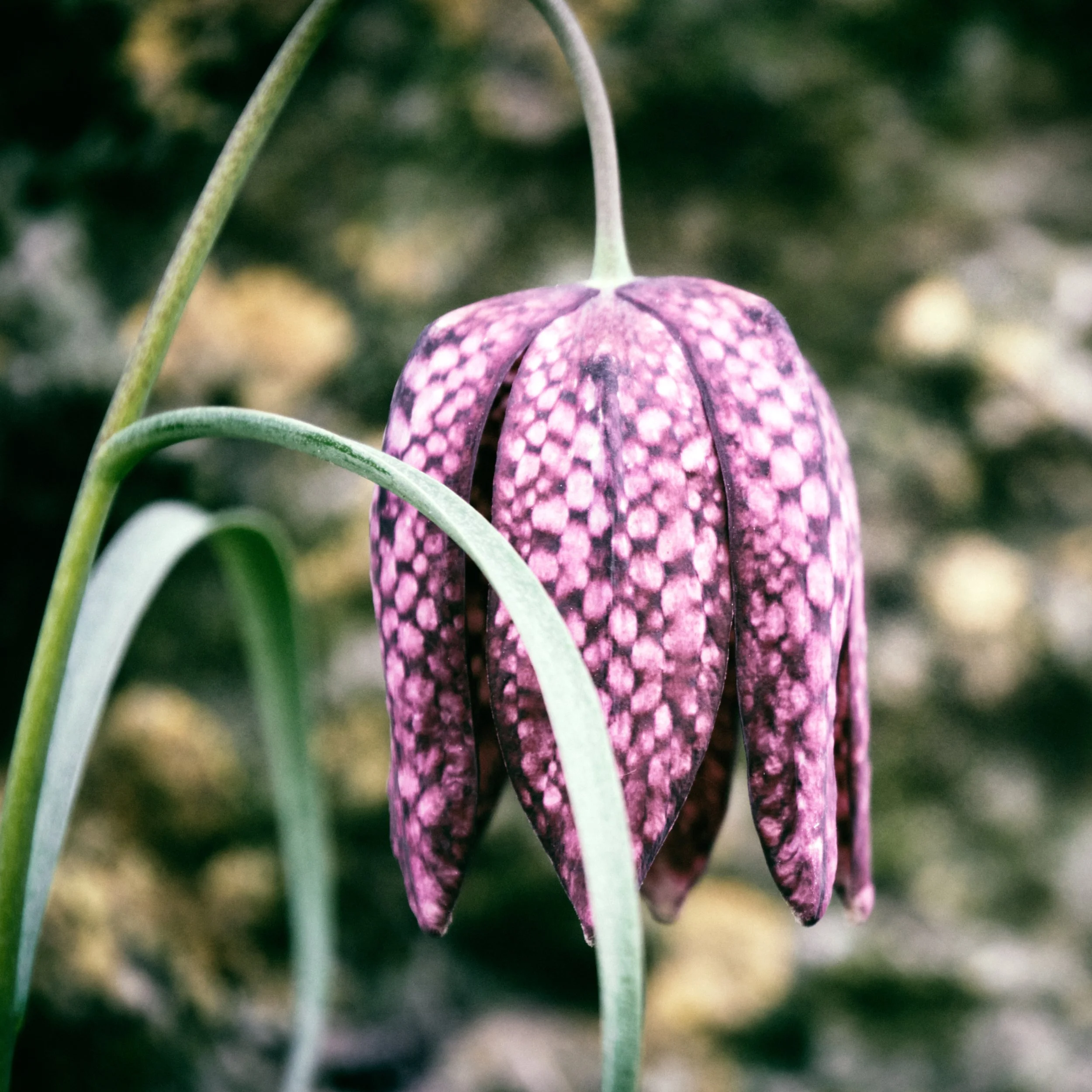 A close-up of a single snake's head fritillary flower 