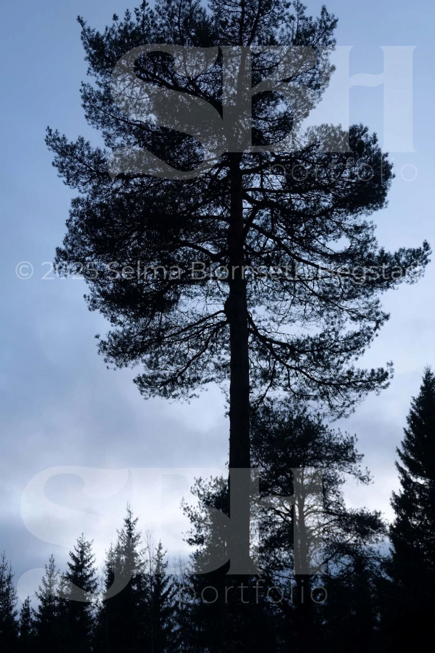 21_SelmaBHegstad_Snart-er-det-varsol-og-sang-i-skogen.jpg