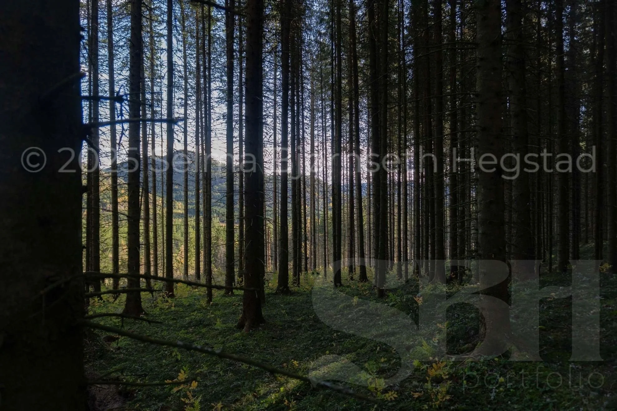 19_SelmaBHegstad_Snart-er-det-varsol-og-sang-i-skogen.jpg