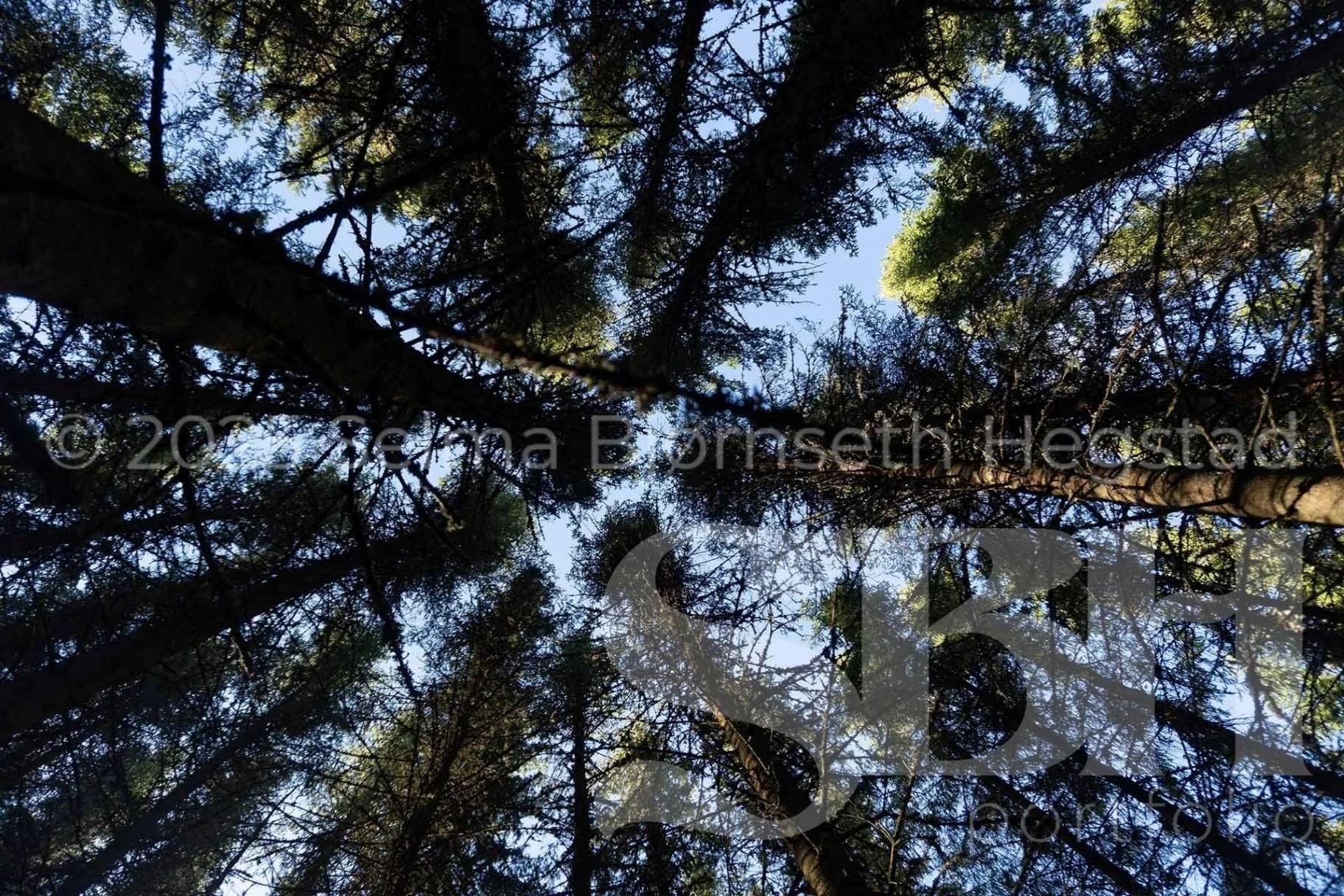 38_SelmaBHegstad_Snart-er-det-varsol-og-sang-i-skogen.jpg