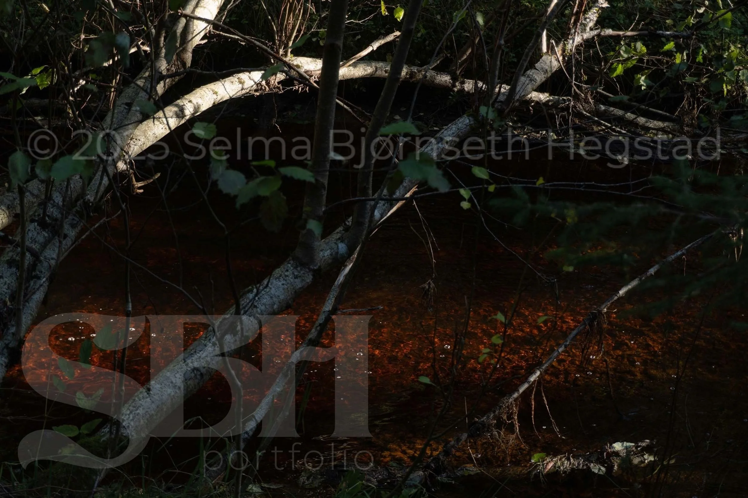 24_SelmaBHegstad_Snart-er-det-varsol-og-sang-i-skogen.jpg