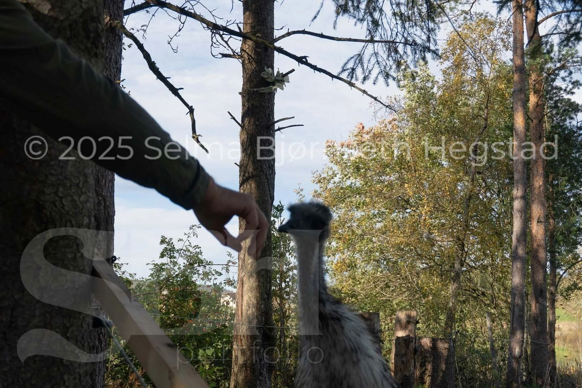 32_SelmaBHegstad_Snart-er-det-varsol-og-sang-i-skogen.jpg