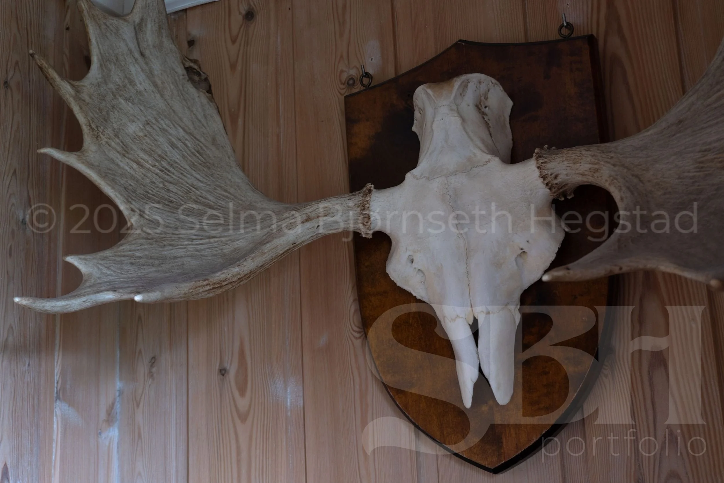 37_SelmaBHegstad_Snart-er-det-varsol-og-sang-i-skogen.jpg