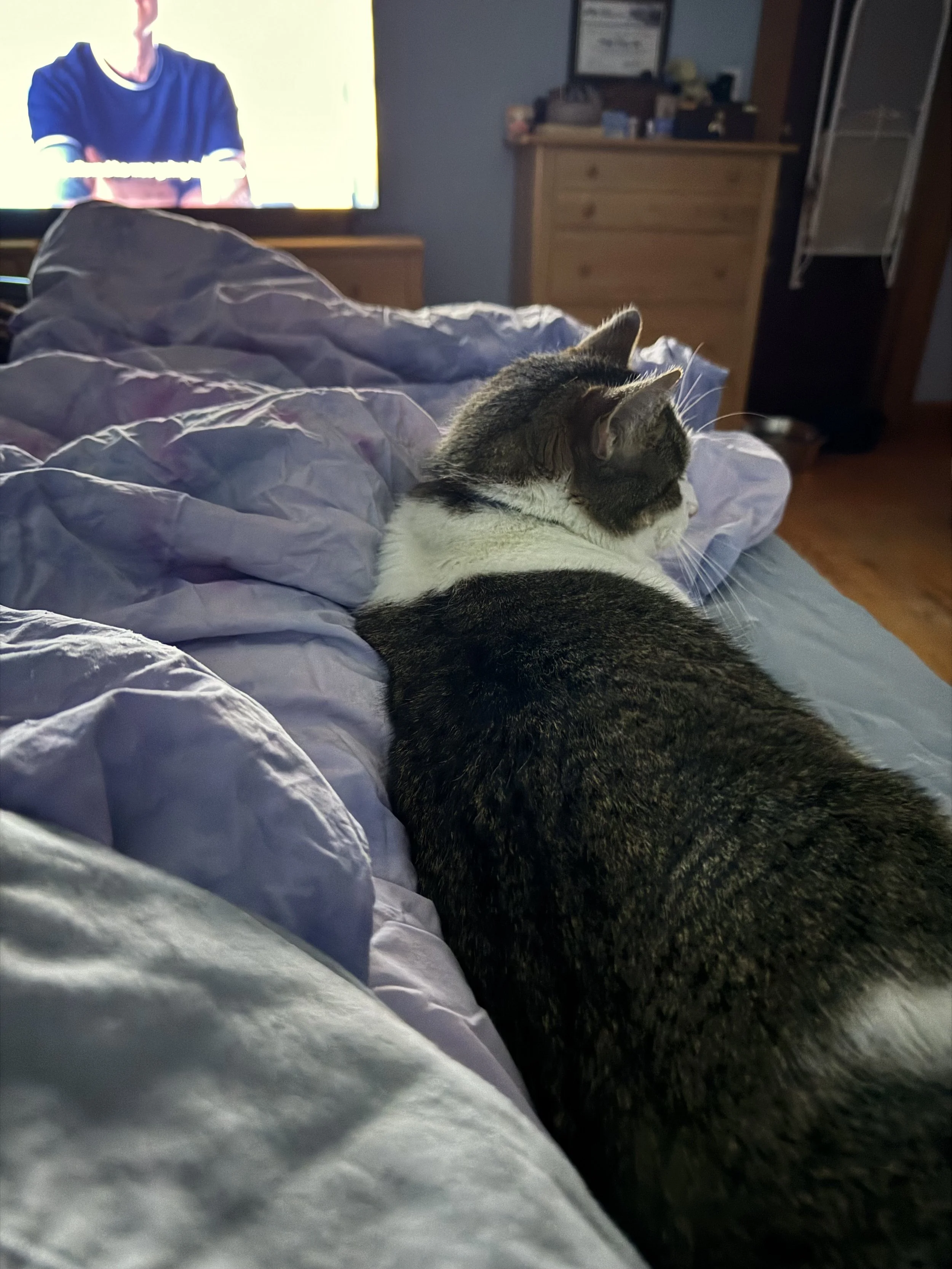 A tabby and white cat lying on a bed covered with a gray comforter, looking towards a television in a dimly lit bedroom.