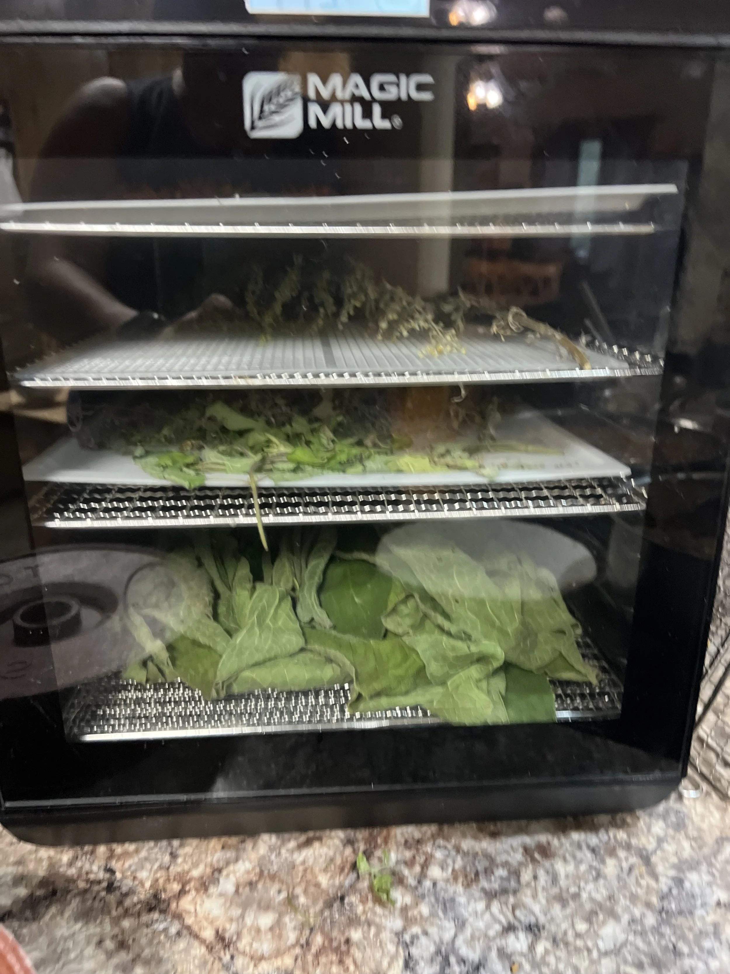 An indoor food dehydrator with a glass door, labeled 'Magic Mill,' containing herbs on the middle shelf and leafy greens on the bottom shelf.