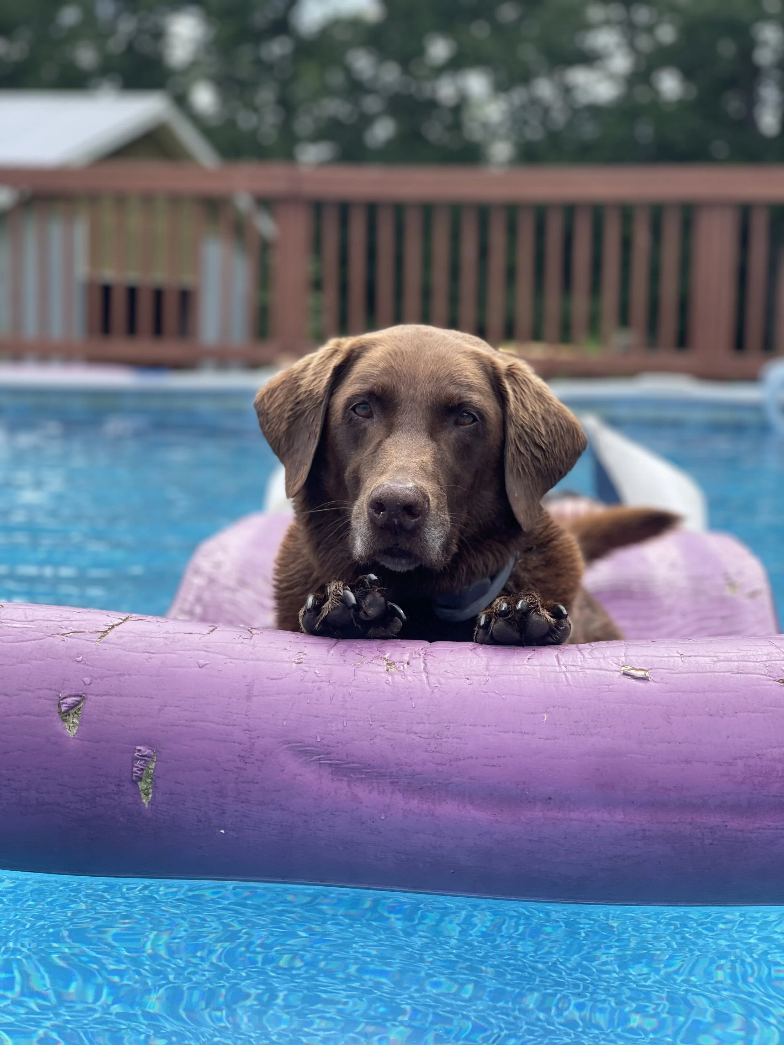 A young brown Labrador Retriever puppy lying on a purple floating toy in a swimming pool, with a wooden fence and trees in the background.