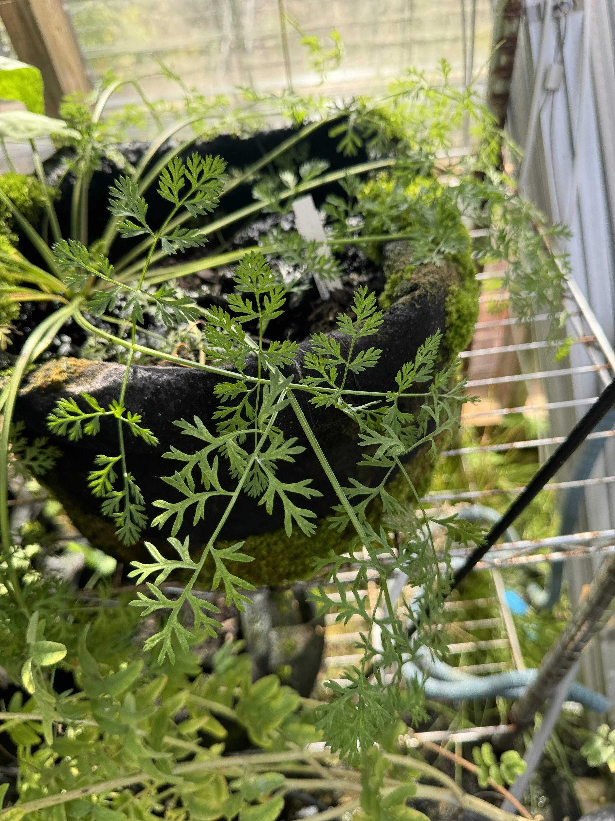 Close-up of indoor potted plants with green leaves on a metal shelf near a window with sunlight.