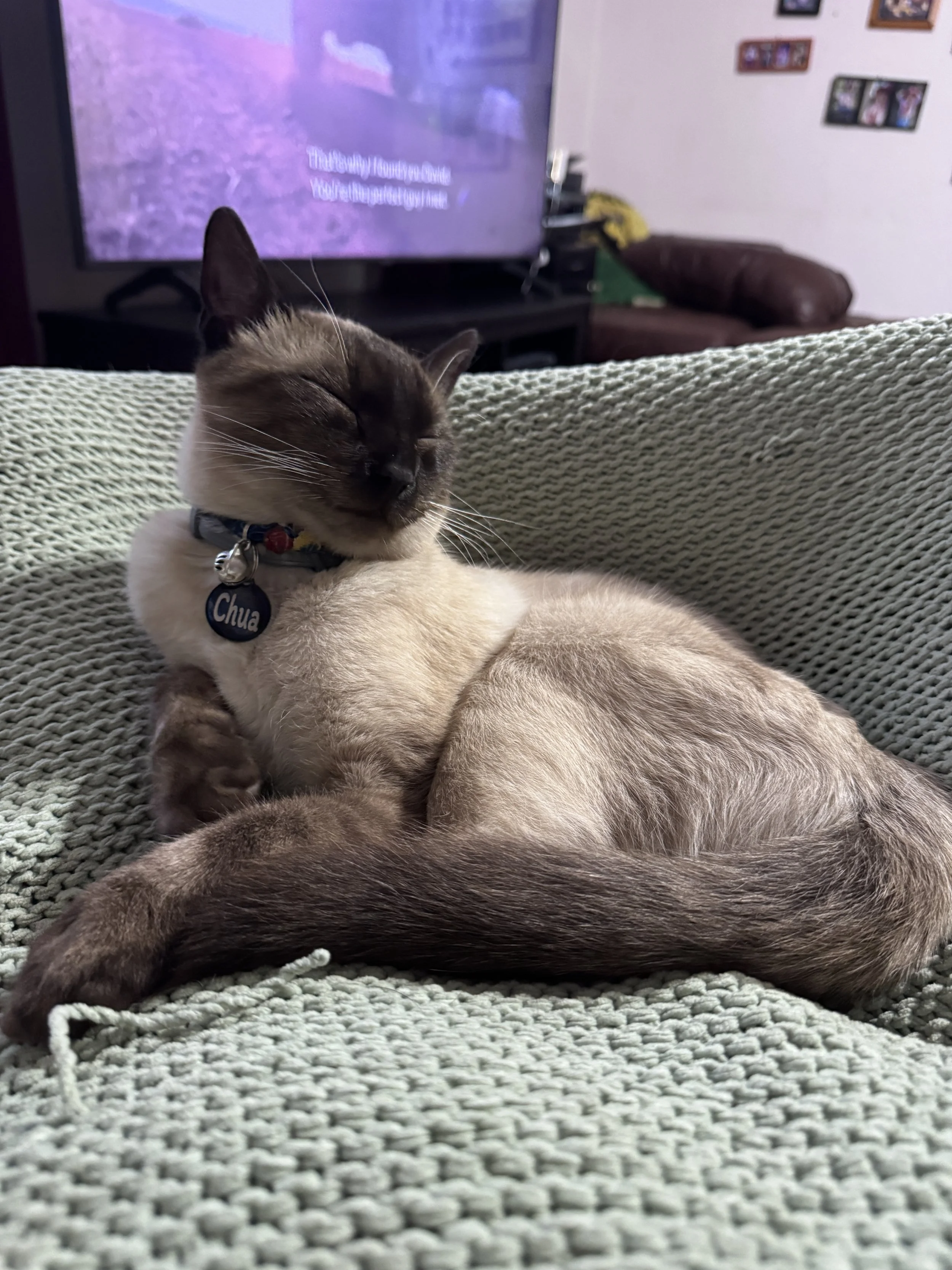 A Siamese cat with blue eyes, wearing a collar with a tag that says "Chua," lying on a textured green couch with its eyes closed, in a living room with a television and wall art in the background.