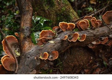 fruit-bodies-reishi-mushroom-ganoderma-260nw-2497608343.webp