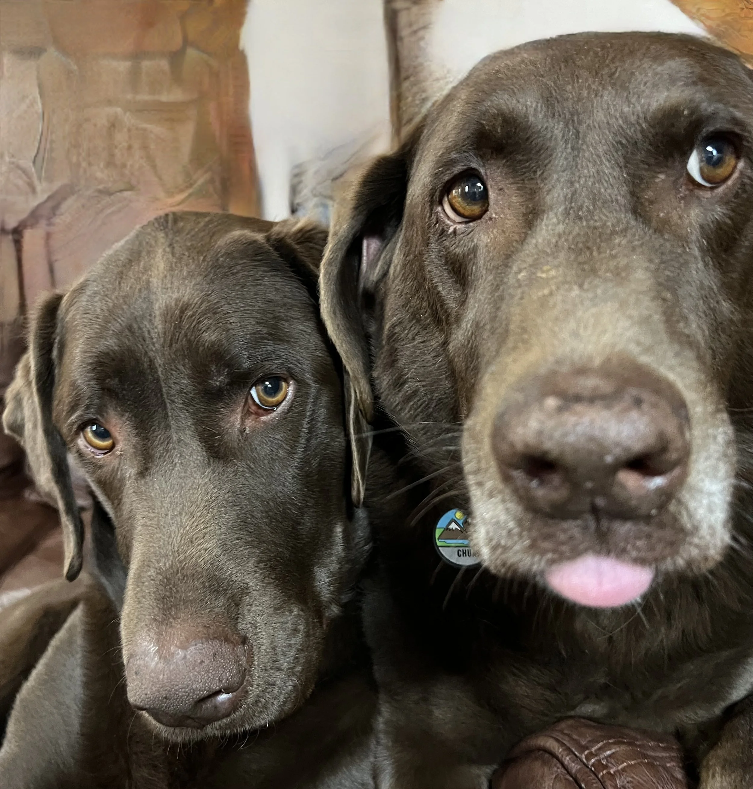 Two chocolate Labrador Retrievers with brown eyes, close-up of their faces.
