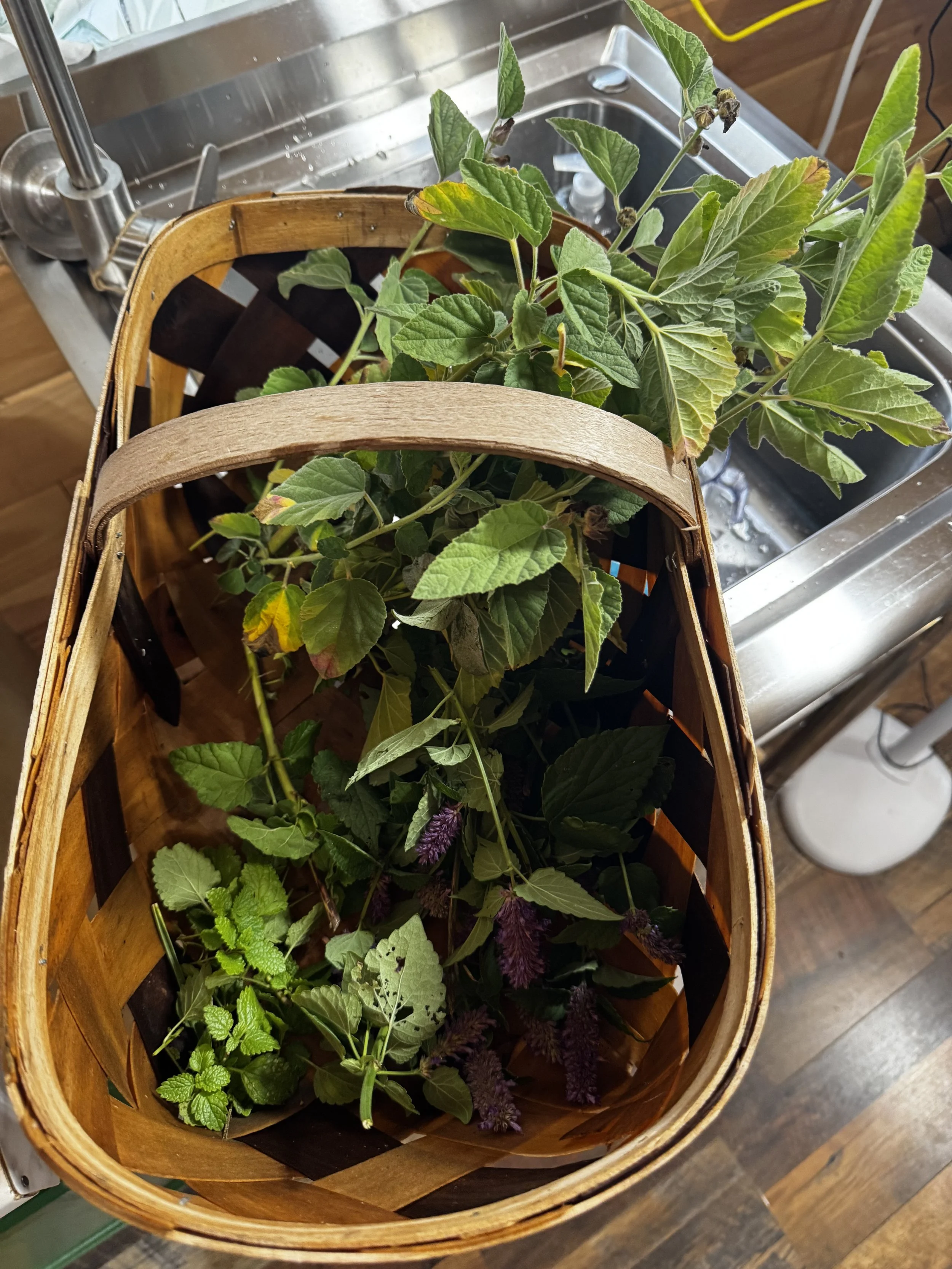 A woven basket containing fresh green herbs, including mint and purple plant, placed in a kitchen sink.