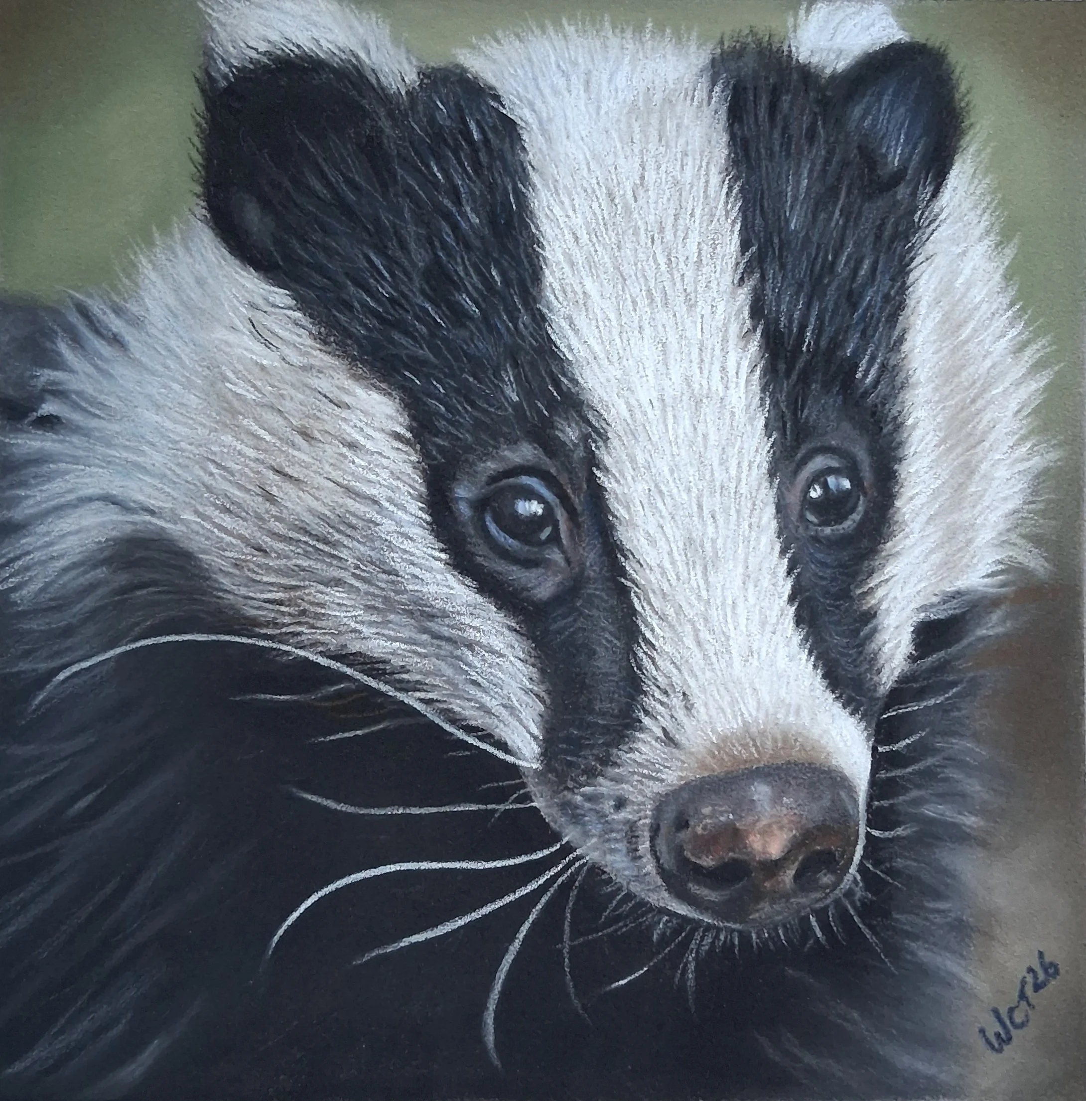 Badger wildlife portrait drawn in pastel pencils by Turn 2 Art Wendy Turner