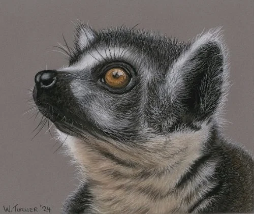 Lemur 4.jpg
