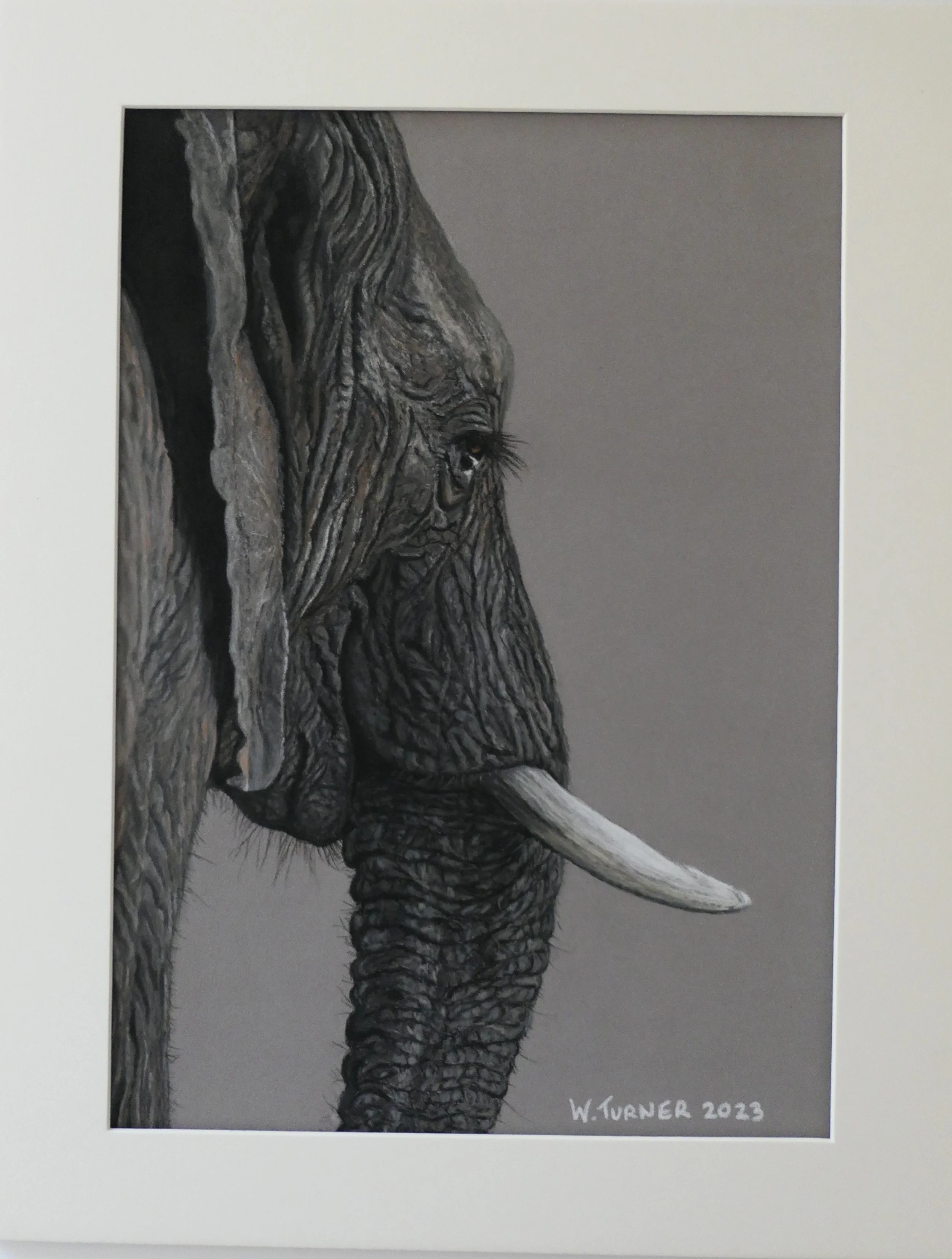 African Elephant wildlife portrait drawn in pastel pencils by Turn 2 Art Wendy Turner