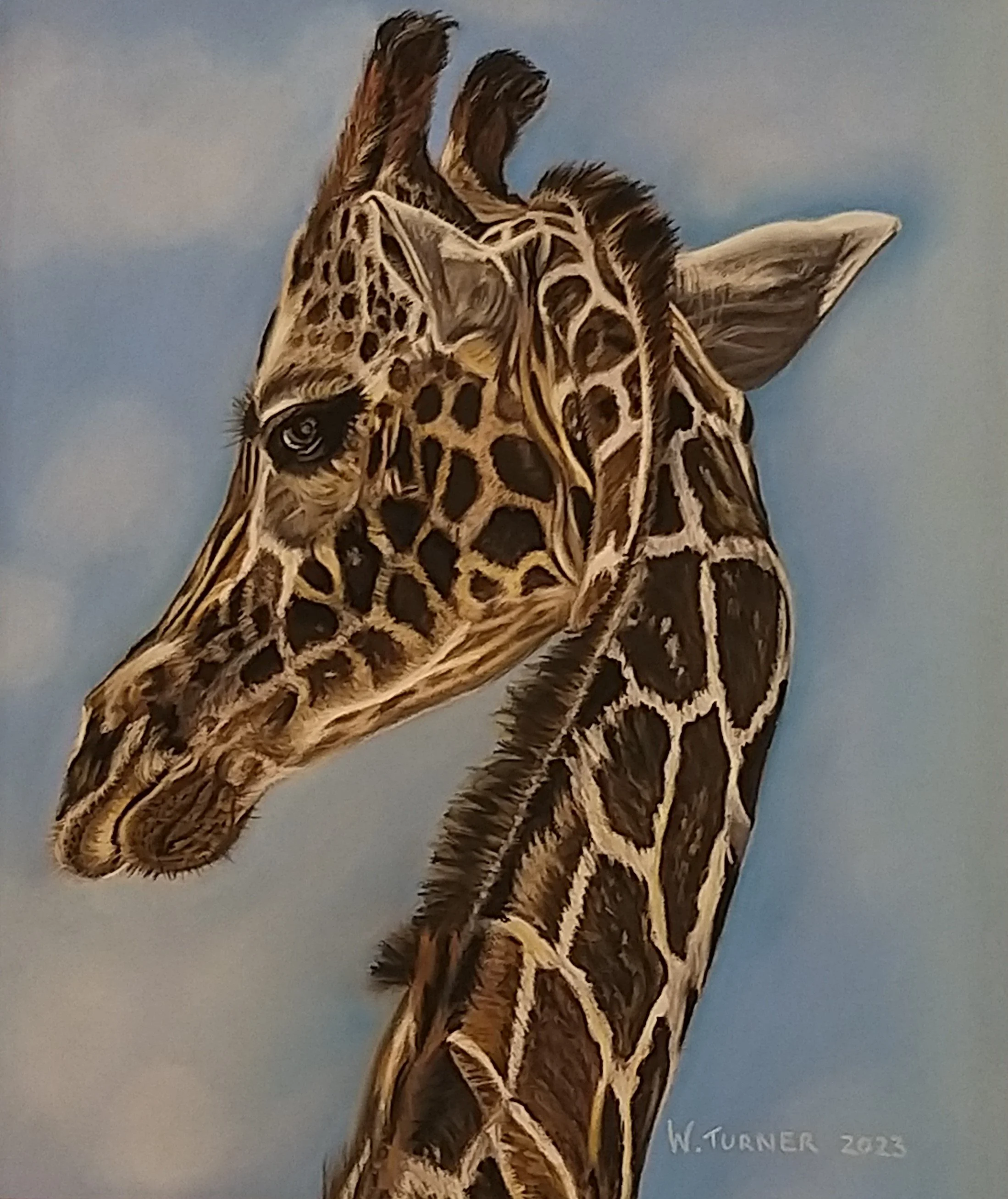 Giraffe wildlife portrait drawn in pastel pencils by Turn 2 Art Wendy Turner