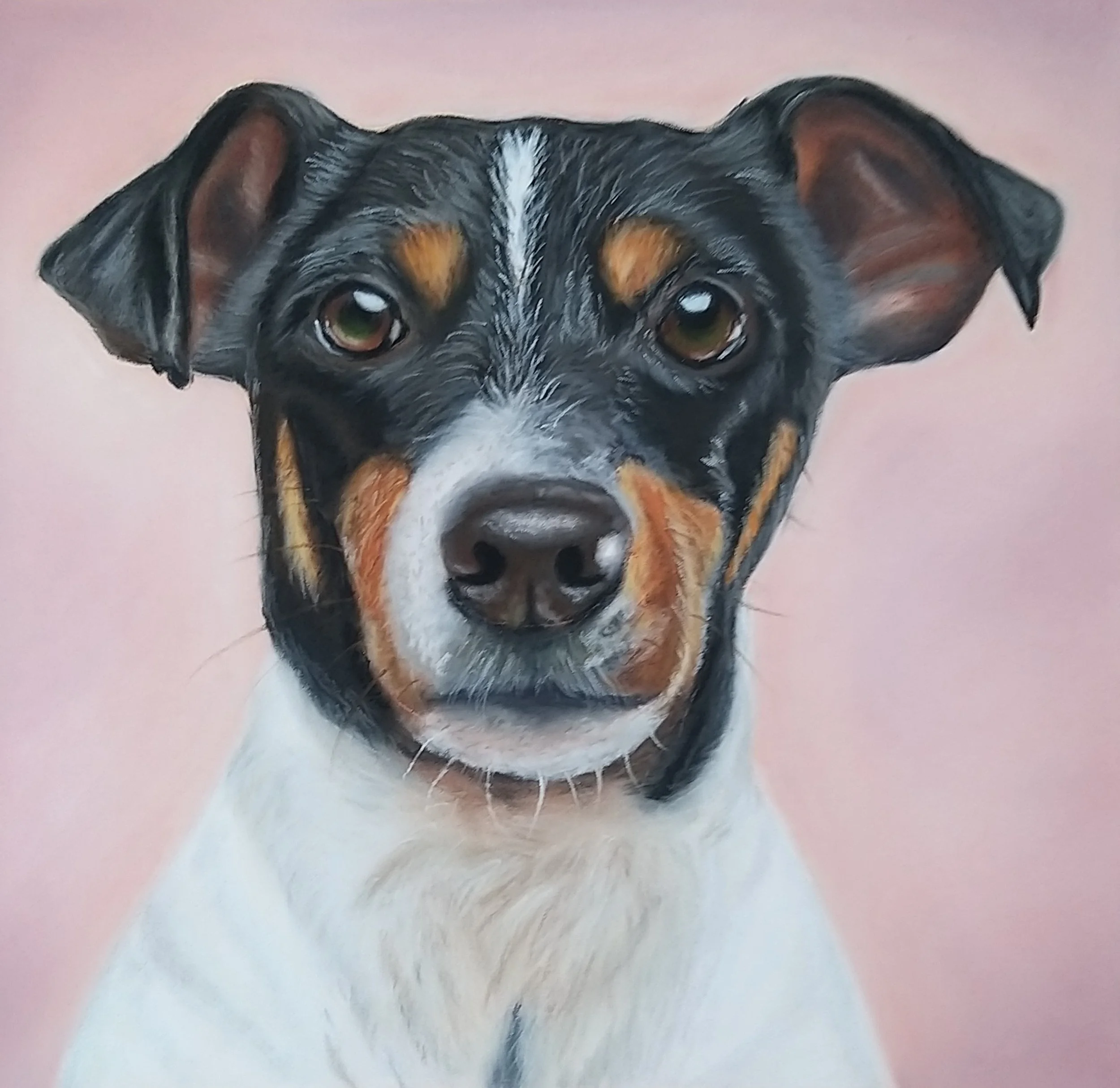 Jack Russell terrier pet portrait drawn in pastel pencils by Turn 2 Art Wendy Turner