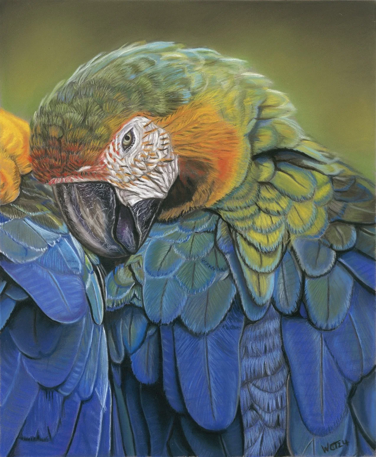 "Jungle Colour Splash"