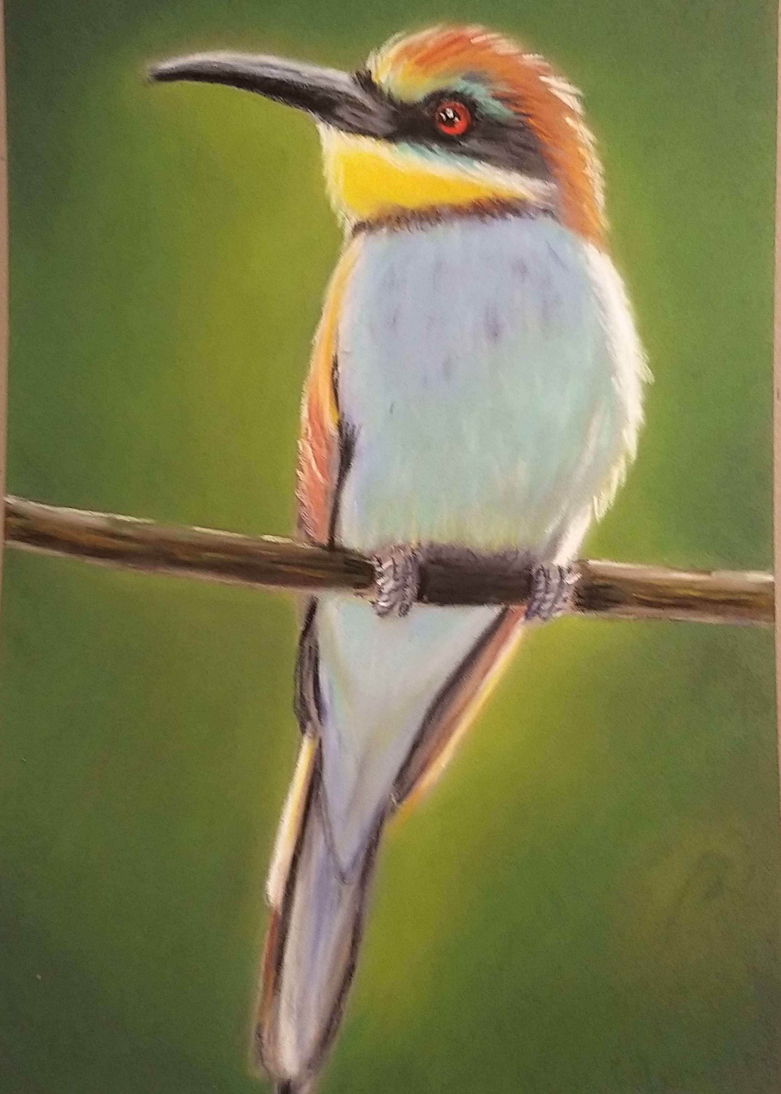 Bee Catcher wildlife portrait drawn in pastel pencils by Turn 2 Art Wendy Turner