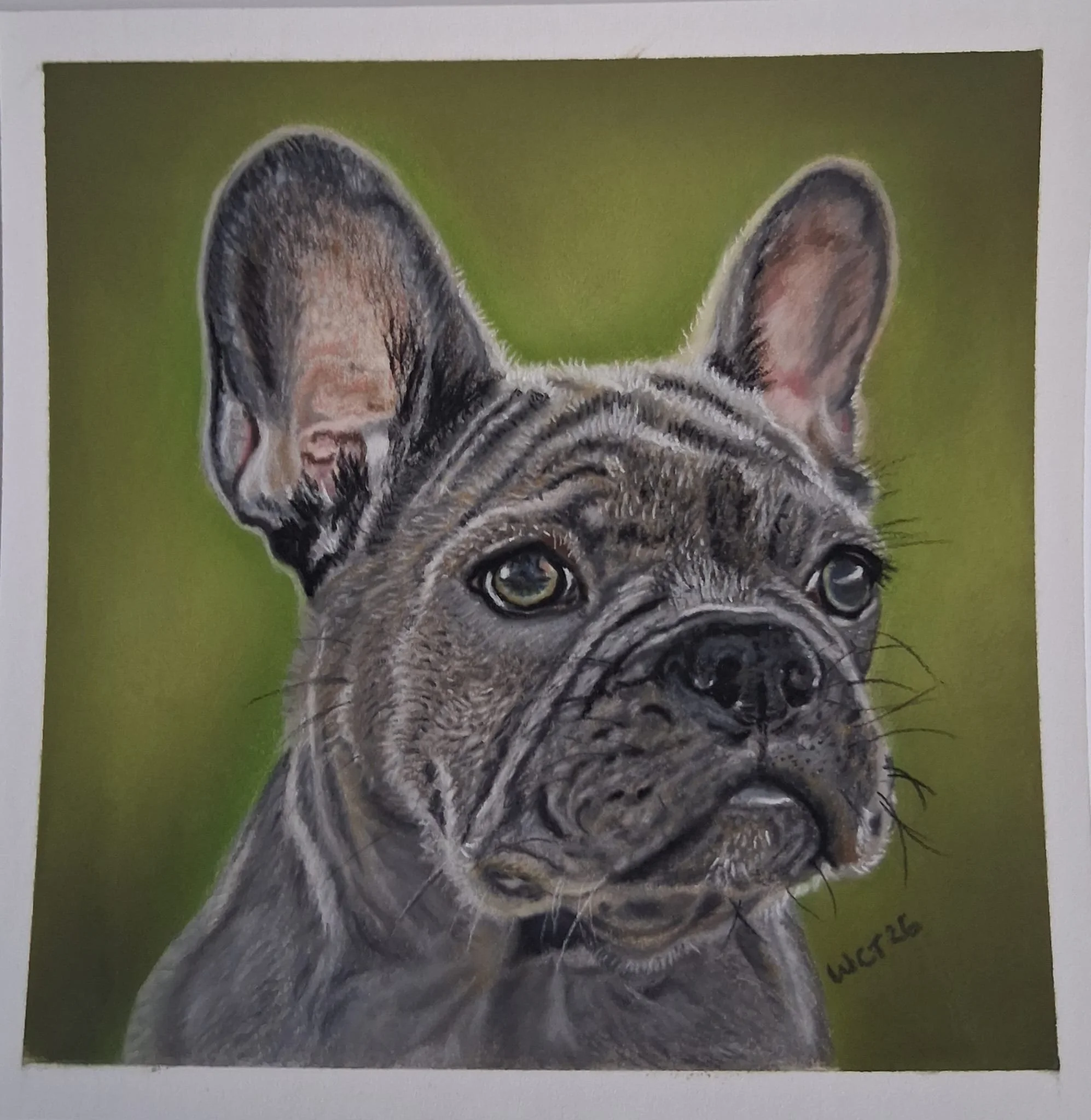 Grey French bulldog pet portrait drawn in pastel pencils by Turn 2 Art Wendy Turner