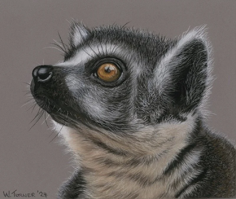 "Ringtail Rascal"