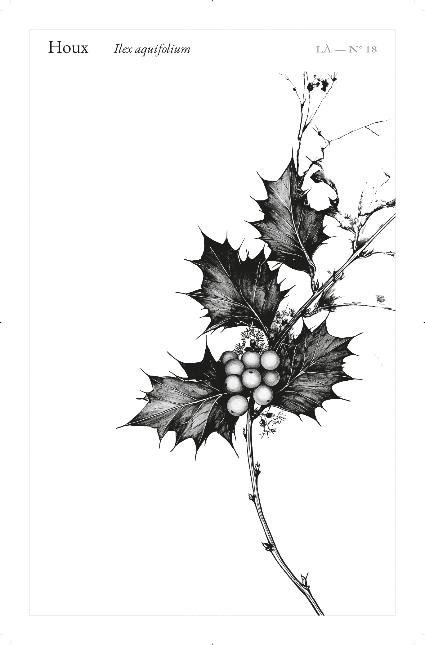 Carte LÀ — N°18 · Houx · Ilex aquifolium