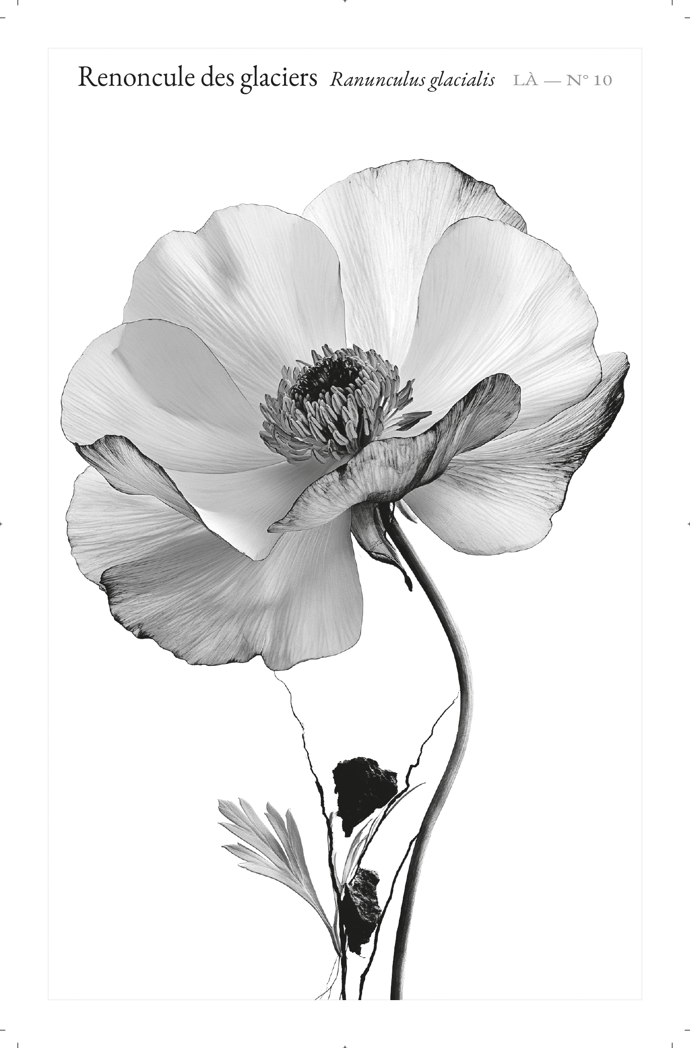 Carte LÀ — N°10 · Renoncule des glaciers · Ranunculus glacialis