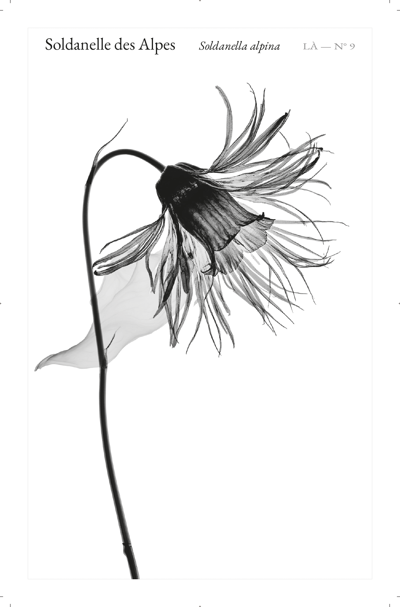 Carte LÀ — N°09 · Soldanelle des Alpes · Soldanella alpina